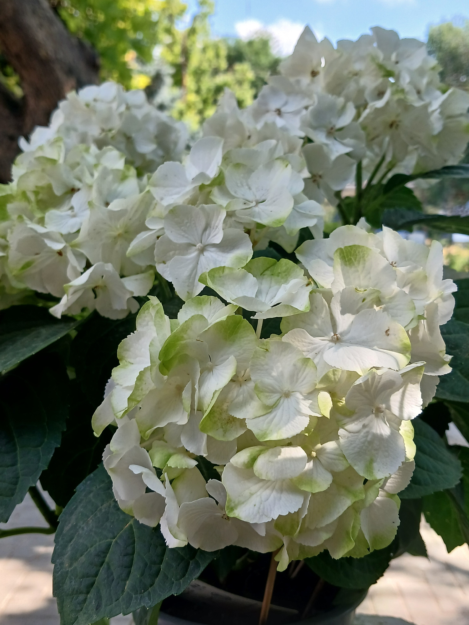 A close-up, low-angle shot shows a cluster of white hydrangeas with green accents on their petals. The flowers are in full bloom, with some showing slight wilting. Dark green leaves are visible beneath the flowers. In the background, out-of-focus foliage and a bright blue sky with scattered clouds can be seen. The lower right corner of the image shows a sunlit paved surface. The scene is outdoors, suggesting a garden or park setting, possibly in Vulcănești, Moldova, given the context of the prompt. There are no people or animals in the image.