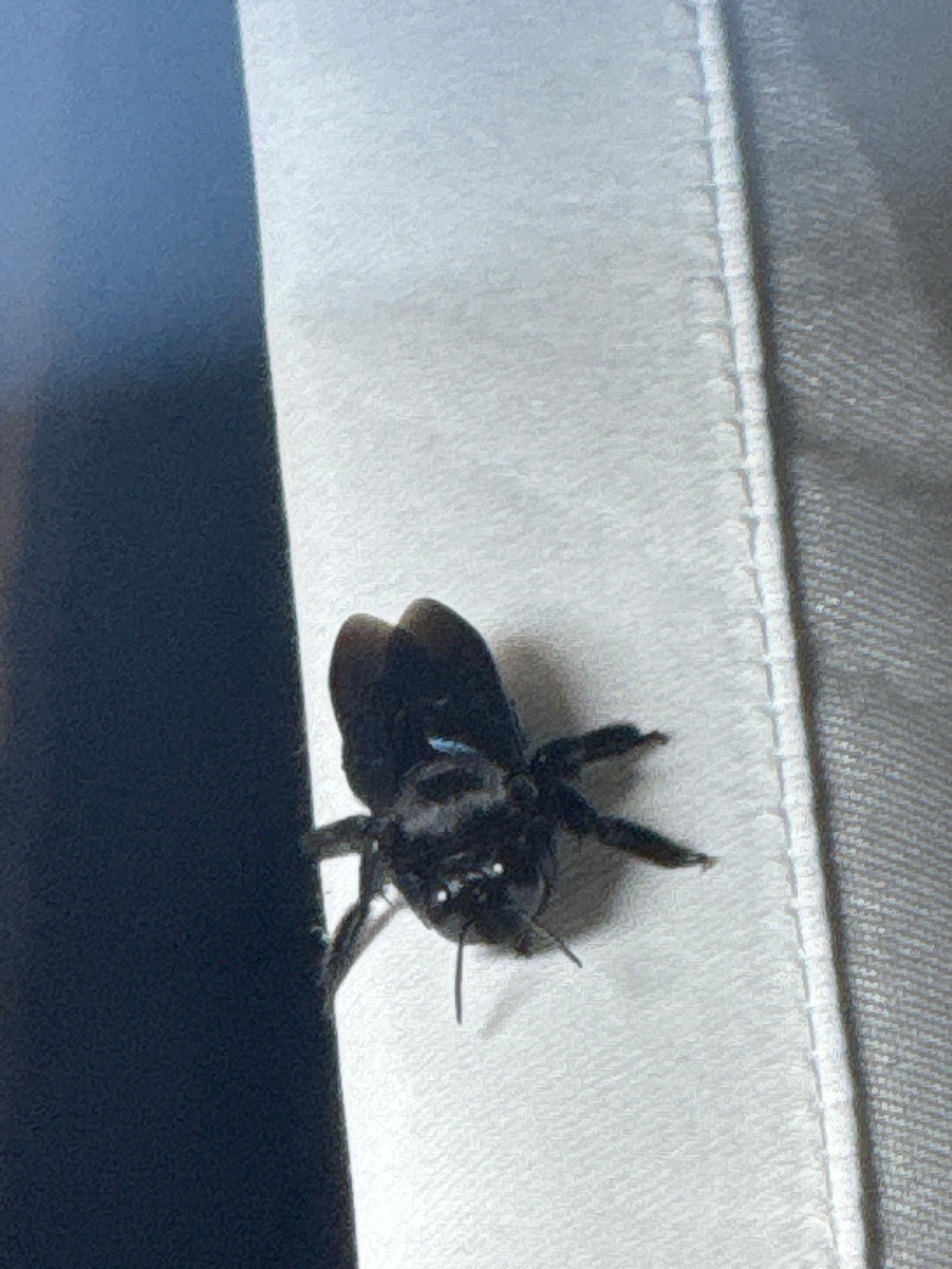 A close-up, high-angle shot shows a large, dark insect, likely a carpenter bee, perched on a folded piece of light-colored fabric. The bee is predominantly black with some iridescent blue or green markings visible on its body, particularly on its thorax. Its wings appear to be folded, and its legs are extended, gripping the fabric. The insect's head is facing to the right, and its eyes are visible.
The fabric appears to be part of clothing, possibly pants or a shirt, with visible stitching and texture. The background is divided, with the upper portion showing a textured, light gray material and the lower portion a dark, blurred surface. The lighting suggests it is daytime, but no specific time can be determined. The setting is not definitively identifiable, but the context provided suggests Davao City, Philippines. No text is visible in the image. The overall impression is a macro photograph focusing on the details of the insect and its immediate surroundings.
