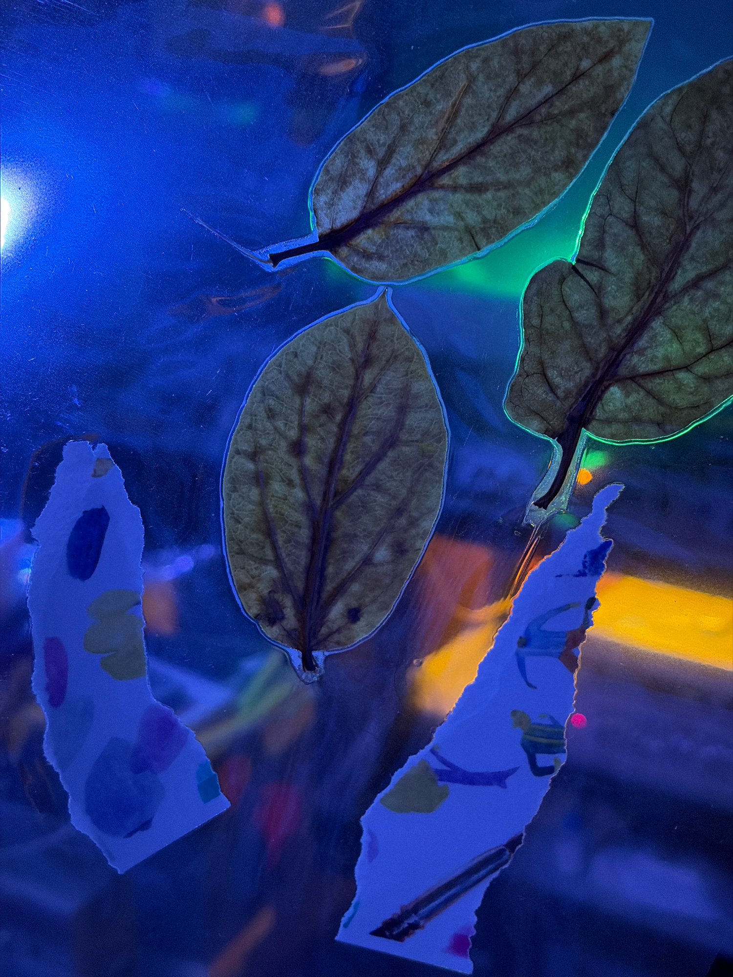 The image depicts a close-up, abstract composition against a dark, reflective blue background. Three dried leaves with visible venation are the main subjects, arranged with a slight overlap. A faint, vibrant green light emanates from the edges of two of the leaves, suggesting they are backlit or illuminated by a colored light source. In the foreground, two torn pieces of paper with colorful, abstract shapes and what appear to be small, stylized figures are placed on top of the reflective surface. The overall impression is of a surreal or artistic arrangement, with the lighting creating a dramatic and mysterious atmosphere. The location is unknown.