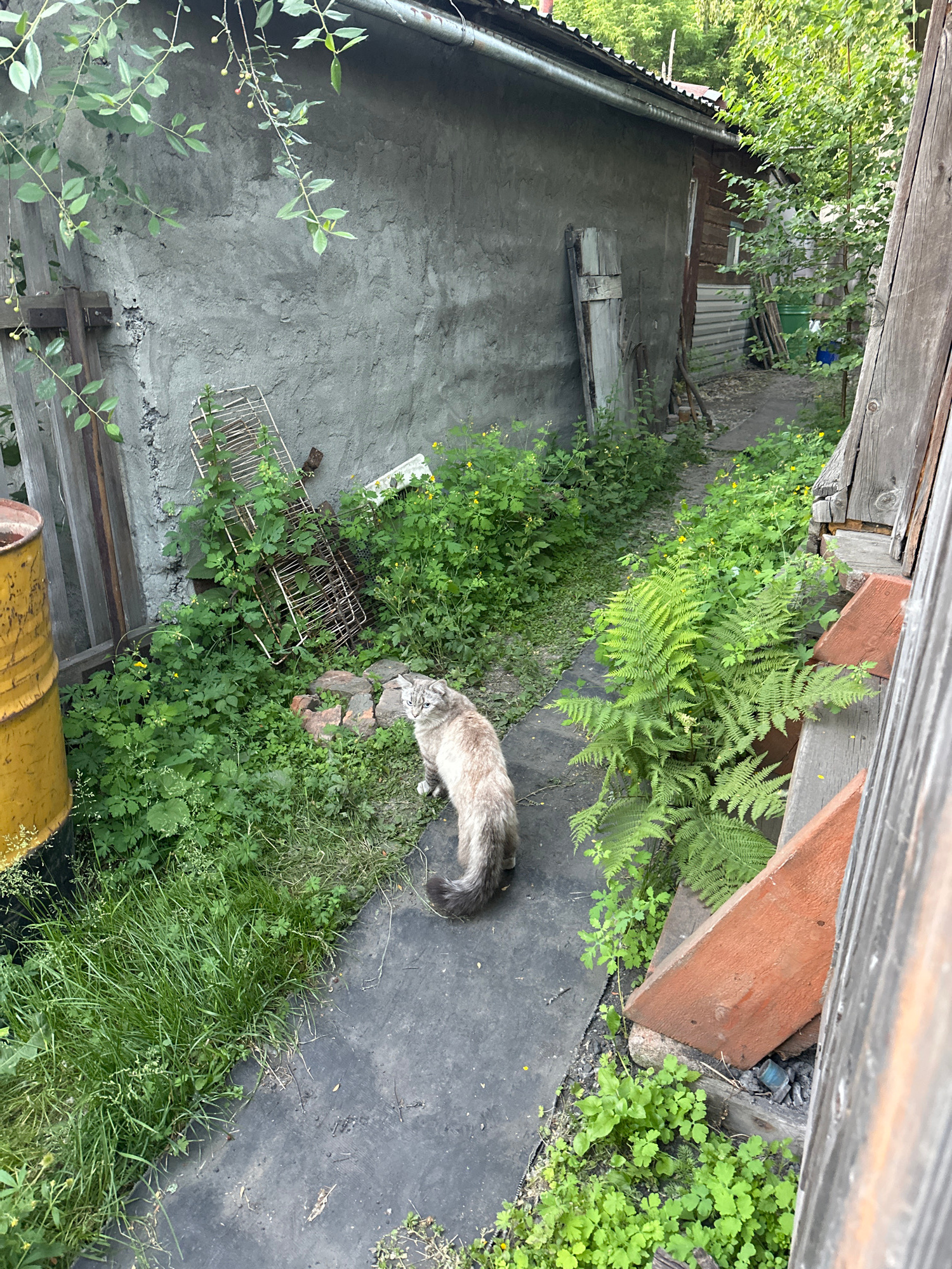 The image depicts a narrow pathway between two dilapidated structures, possibly a shed and a house, in an overgrown yard. A grey and white cat with a fluffy tail is the primary subject, standing on the pathway facing left, with its head turned towards the camera. The cat appears to be looking at the viewer.
The environment is characterized by dense green vegetation, including grass, ferns, and small flowering plants. A rusted metal grill or rack leans against the textured concrete wall of the structure on the left. A large, yellow, metal barrel is partially visible on the far left. The pathway itself is dark and appears to be made of asphalt or a similar material, with some debris scattered on it.
The structures themselves are aged and weathered. The building on the left has a rough, grey concrete facade, while the building on the right appears to be made of wooden planks, with a corrugated metal roof visible at the top. Several wooden planks and a green plastic container are stacked against the right-hand building. The overall impression is one of a neglected, rural or semi-rural setting.
While the image itself does not contain specific landmarks to pinpoint the exact location within Biysk, Russia, the scene is consistent with the typical appearance of backyards or utility areas in older residential properties found in such cities. The overgrown nature of the yard, the weathered materials of the buildings, and the presence of utilitarian objects like the barrel and grill suggest a functional, rather than ornamental, outdoor space.