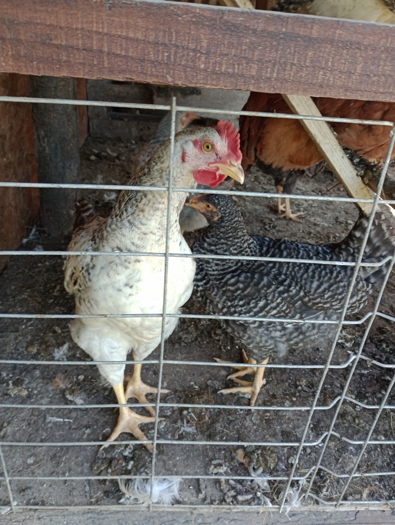 The image shows two chickens inside a wire enclosure. The chicken on the left has white and grey speckled feathers and a red comb. The chicken on the right is mostly black and white speckled. The enclosure appears to be made of wood and wire mesh. The ground inside the enclosure is covered in dirt and some scattered feathers. There are more chickens visible in the background, appearing to be a reddish-brown color. The scene is dimly lit, suggesting it may be indoors or in a shaded outdoor area. The location is specified as being in the city of Bârnova, Romania.