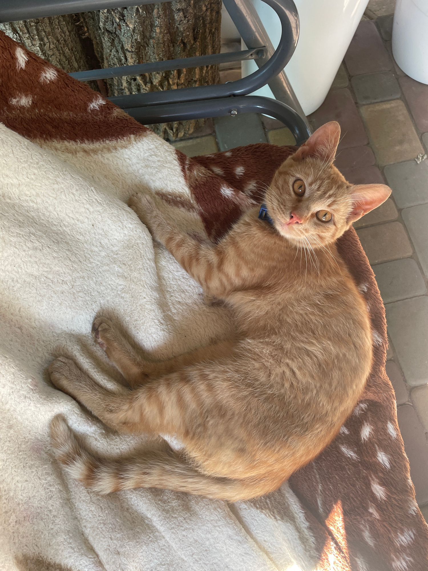 A ginger kitten with amber eyes and white markings on its chest lies on a blanket with a deer pattern. The kitten wears a blue collar. The blanket is draped over a metal chair, which is positioned outdoors on a paved patio. Behind the chair, a tree trunk is visible, and to the right, a portion of a white object and more of the paved patio can be seen. The scene is illuminated by sunlight, creating shadows on the ground. The kitten is looking directly at the camera. The location is a courtyard in the city of Vysokyi, Ukraine.