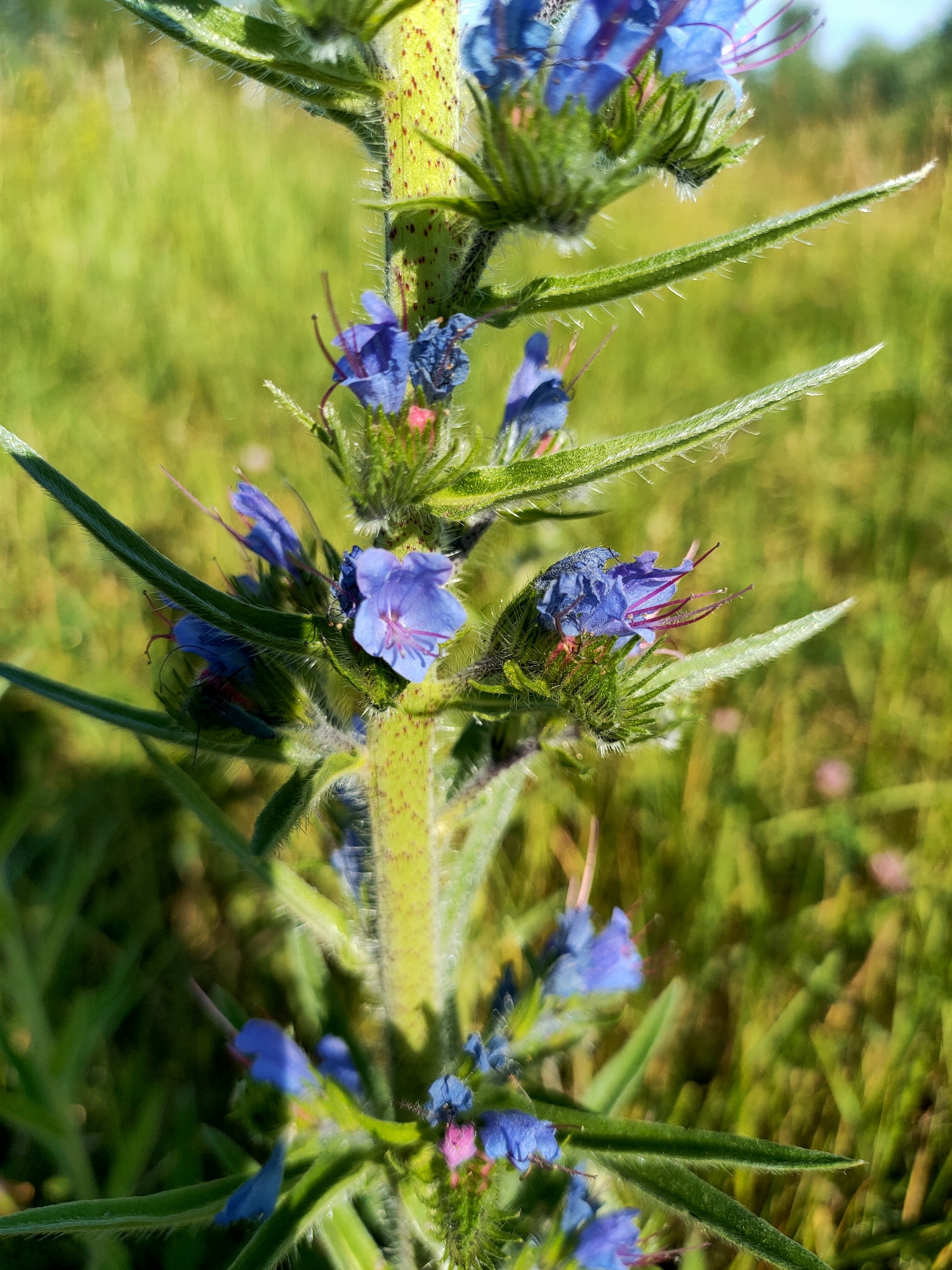 A close-up, vertically oriented, eye-level shot captures a stem of blue wildflowers with a soft, green, out-of-focus grassy background. The stem, covered in fine hairs and dotted with reddish-brown specks, is the main subject, with clusters of small, vibrant blue flowers blooming along its length. Some of the flowers are fully open, revealing delicate, pinkish stamens, while others are still in bud or wilting. The leaves are long, slender, and also covered in hairs. The lighting suggests it is a sunny day, with the light casting shadows and highlighting the textures of the plant. The image is devoid of any human presence or man-made objects. The location is identified as Nosivka, Ukraine.