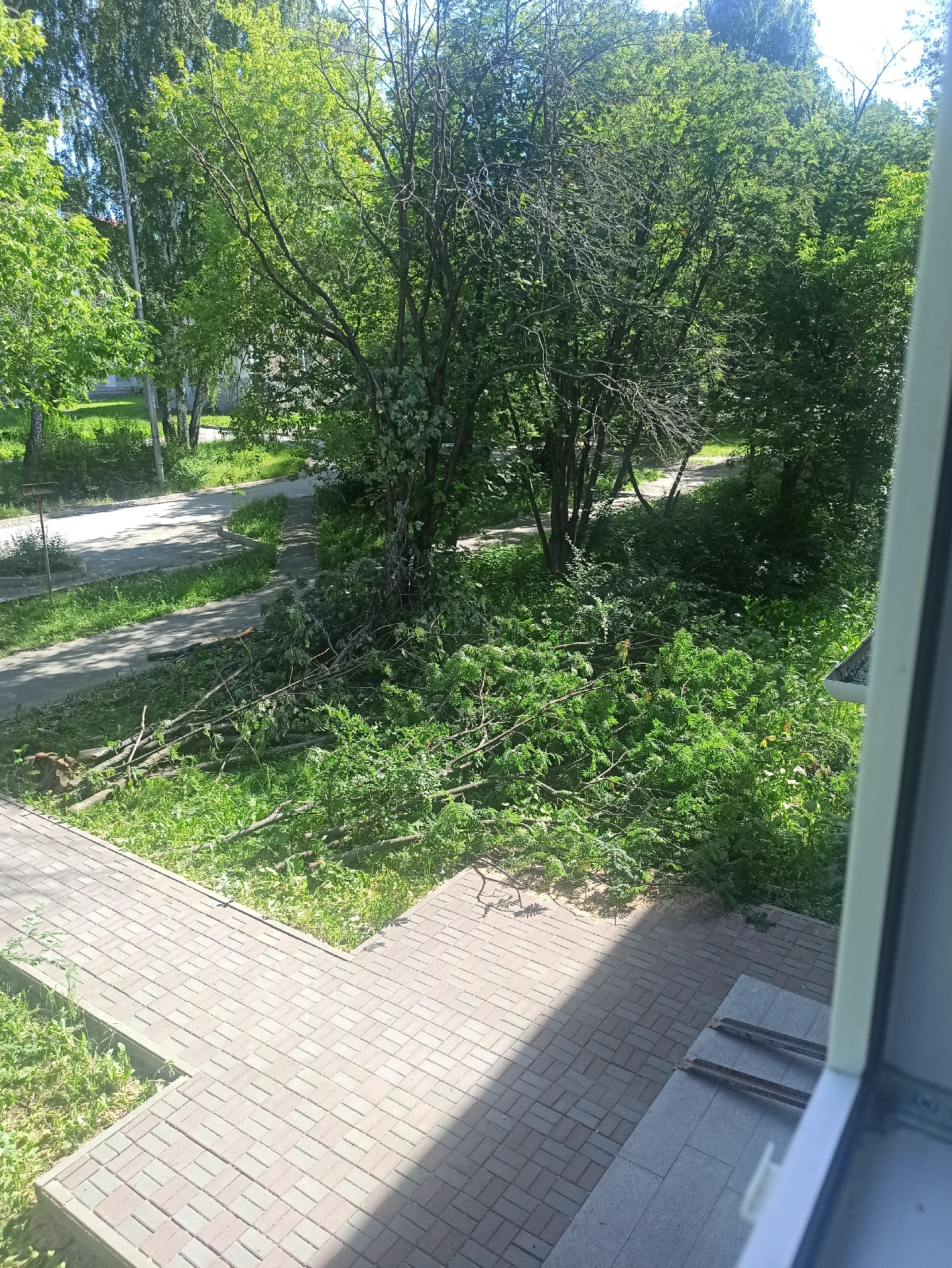 The image shows a view from an upper floor window, looking down at a courtyard area with trees, grass, a paved walkway, and a small concrete path leading to a building entrance. The courtyard is overgrown with green foliage, and several branches have fallen from the trees, lying on the grass and the walkway. The paved walkway is made of interlocking bricks in shades of grey and brown, and it has a pathway pattern. The concrete path leading to the entrance is made of grey tiles. In the foreground, part of the window frame is visible, as well as a small portion of the building's exterior wall. The overall scene suggests a residential area in Asbest, Russia, likely a park or a common area within an apartment complex, given the presence of trees and paved walkways. The fallen branches indicate that a storm or strong winds may have recently occurred.