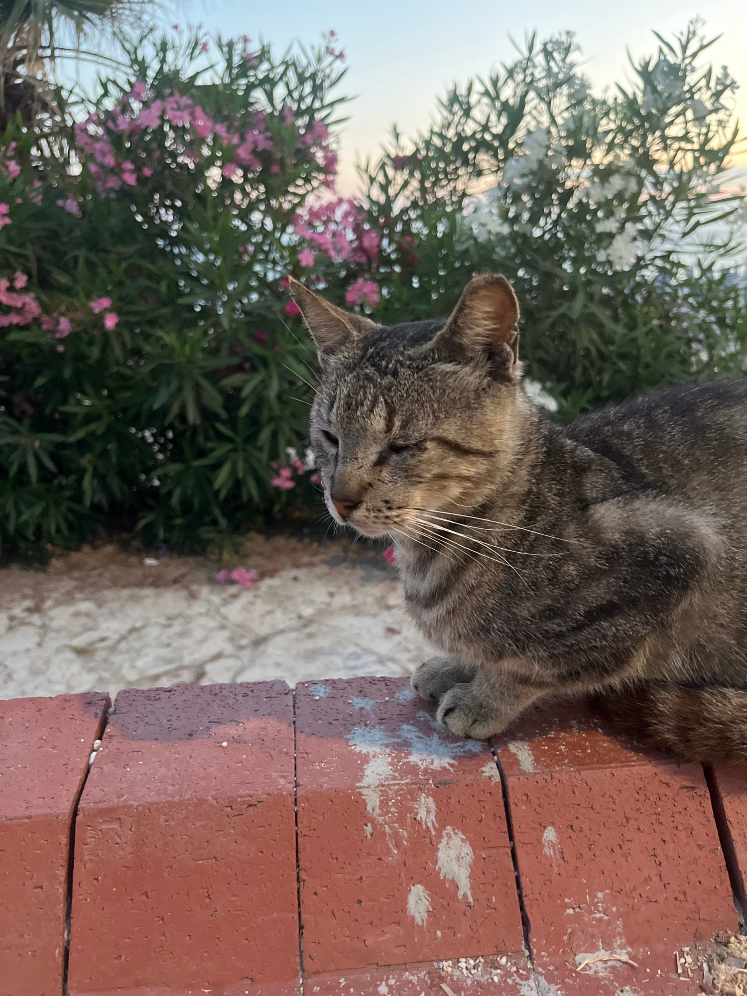 A close-up, vertically oriented, medium shot shows a tabby cat resting on a brick surface. The cat's head is tilted down, with its eyes closed, giving it a relaxed or sleepy appearance. Its fur is a mix of gray and brown stripes, with prominent white whiskers. The cat's paws are visible, resting on the brick.
In the background, out-of-focus greenery with small pink and white flowers suggests an outdoor setting, possibly a garden or yard. The sky is visible at the top of the frame, appearing bright, hinting at daylight. The brick surface the cat is on is reddish-brown, showing some wear and a few small white specks. The overall mood of the image is peaceful and tranquil, capturing a moment of rest for the animal.