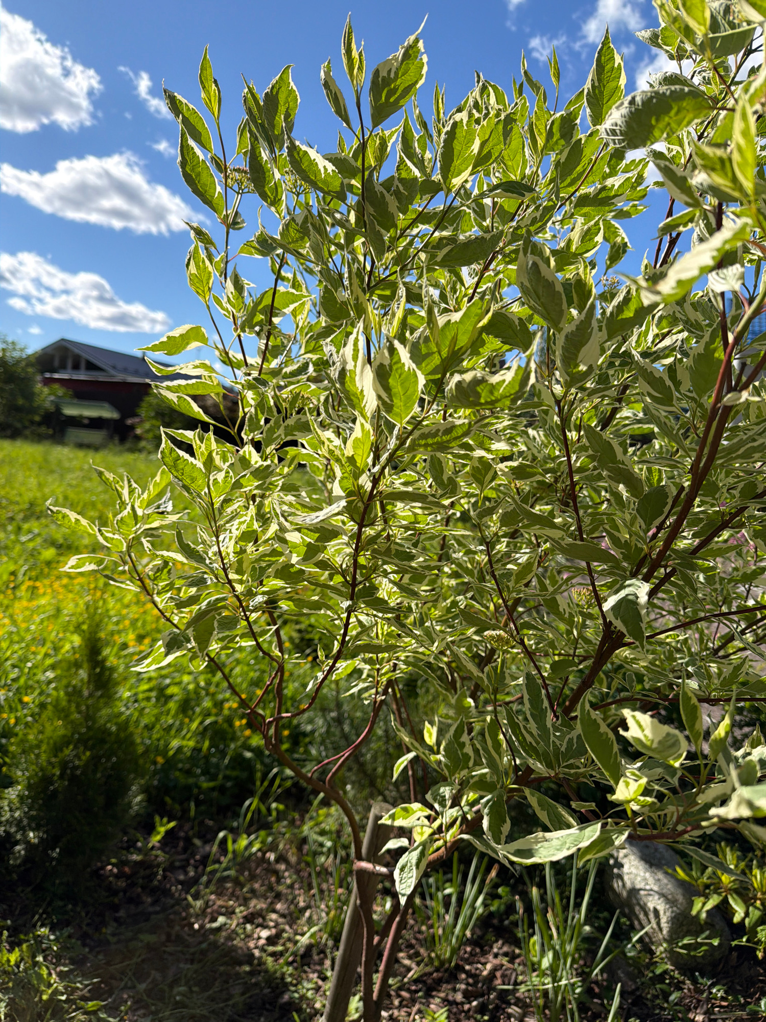 This is a close-up, vertically oriented photograph of a variegated shrub with green and white leaves. The shrub's branches are a reddish-brown color and are visible throughout the frame, intertwined with the foliage. Sunlight illuminates the leaves, highlighting their marbled pattern.
In the background, a bright blue sky with scattered white, wispy clouds is visible. To the left, a portion of a red-roofed building with dark walls can be seen, suggesting a residential setting. The rest of the background is filled with lush green vegetation, including tall grasses and smaller yellow flowers, indicating an outdoor, natural environment. The ground beneath the shrub appears to be covered with dark mulch and some rocks.
The overall impression is of a sunny day, likely in late spring or summer, given the vibrant greenery and clear sky. The scene appears to be set in a garden or yard, possibly in Steklyannyi, Russia, based on the provided location context. There are no people or animals visible in the image, and no text is present. The focus is entirely on the textures and colors of the plant life and the surrounding natural elements.