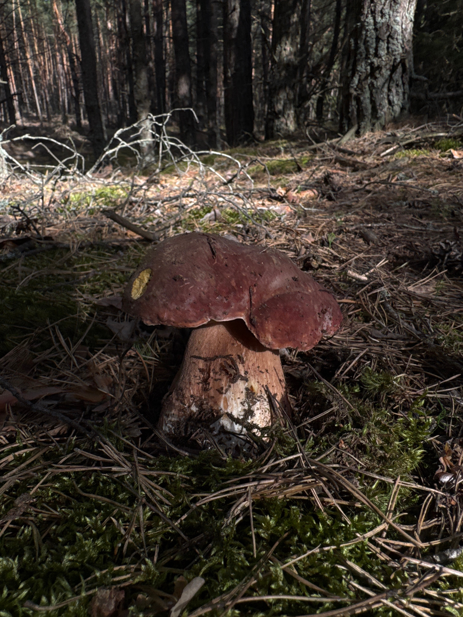 A close-up, vertically oriented shot captures a large mushroom emerging from the forest floor. The mushroom's cap is a rich, dark reddish-brown, with a lighter yellowish patch on its surface. Its thick, pale stalk is partially visible, nestled amongst fallen pine needles and vibrant green moss. The background is a blur of the forest, with tree trunks and branches creating a dappled, shadowy effect. Sunlight filters through the trees, highlighting the texture of the moss and the details of the mushroom. The scene appears to be set in a natural, wooded environment, likely a forest, given the presence of trees, moss, and pine needles. There is no discernible activity or event taking place, other than the passive presence of the mushroom in its natural habitat. The lighting suggests it is daytime, with sunlight casting shadows. The overall impression is one of a serene and earthy moment in nature. No text is visible in the image.