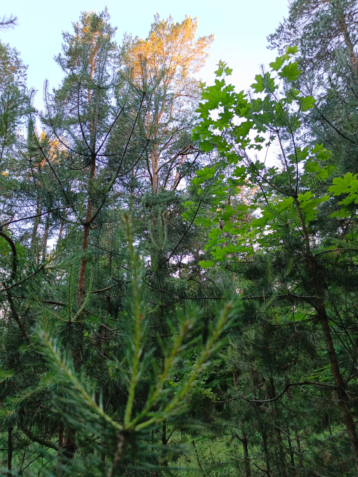 The image shows a dense forest with tall evergreen trees and some deciduous trees with bright green leaves. The foreground is dominated by the needles of a pine tree, which is slightly out of focus. In the background, the tops of several trees are visible, with the sky peeking through the branches. One tall deciduous tree in the background is illuminated by sunlight, giving its leaves a golden hue. The scene is set during daylight, with a clear sky. The location is identified as Парэчча, Belarus. There are no people or animals visible in the image.