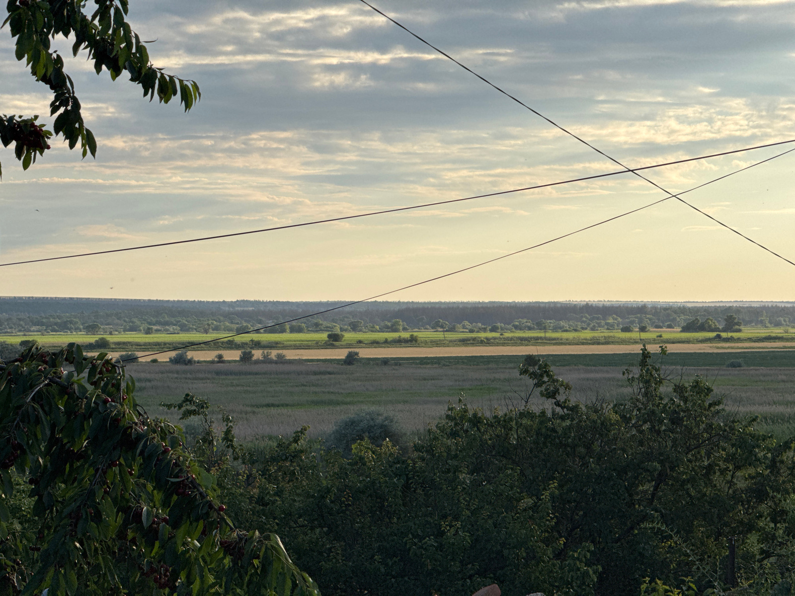 A rural landscape is captured from a high vantage point, looking out over fields and trees under a cloudy sky. In the foreground, a branch of a cherry tree with green leaves and red cherries hangs from the left side of the frame. Behind the cherry tree, dense green foliage forms a thick border across the bottom of the image.
The middle ground reveals a patchwork of agricultural fields. There are strips of green grass or crops, interspersed with areas of dry, yellowish vegetation, and possibly a dirt road or path. The fields appear relatively flat, stretching towards a distant horizon.
The background consists of a dense line of trees and foliage that forms a dark green band across the width of the image, marking the edge of the cultivated area. Above this, the sky is a pale yellow-orange at the horizon, transitioning to a light blue with scattered, elongated white and grey clouds. Several dark, thin lines, likely power or telephone wires, crisscross the sky diagonally from the upper left to the lower right, and from the upper right to the lower left, creating an 'X' shape in the upper portion of the frame. The overall impression is one of a serene, rural setting at what appears to be either sunrise or sunset, given the warm light on the horizon. The specific location is unknown.
