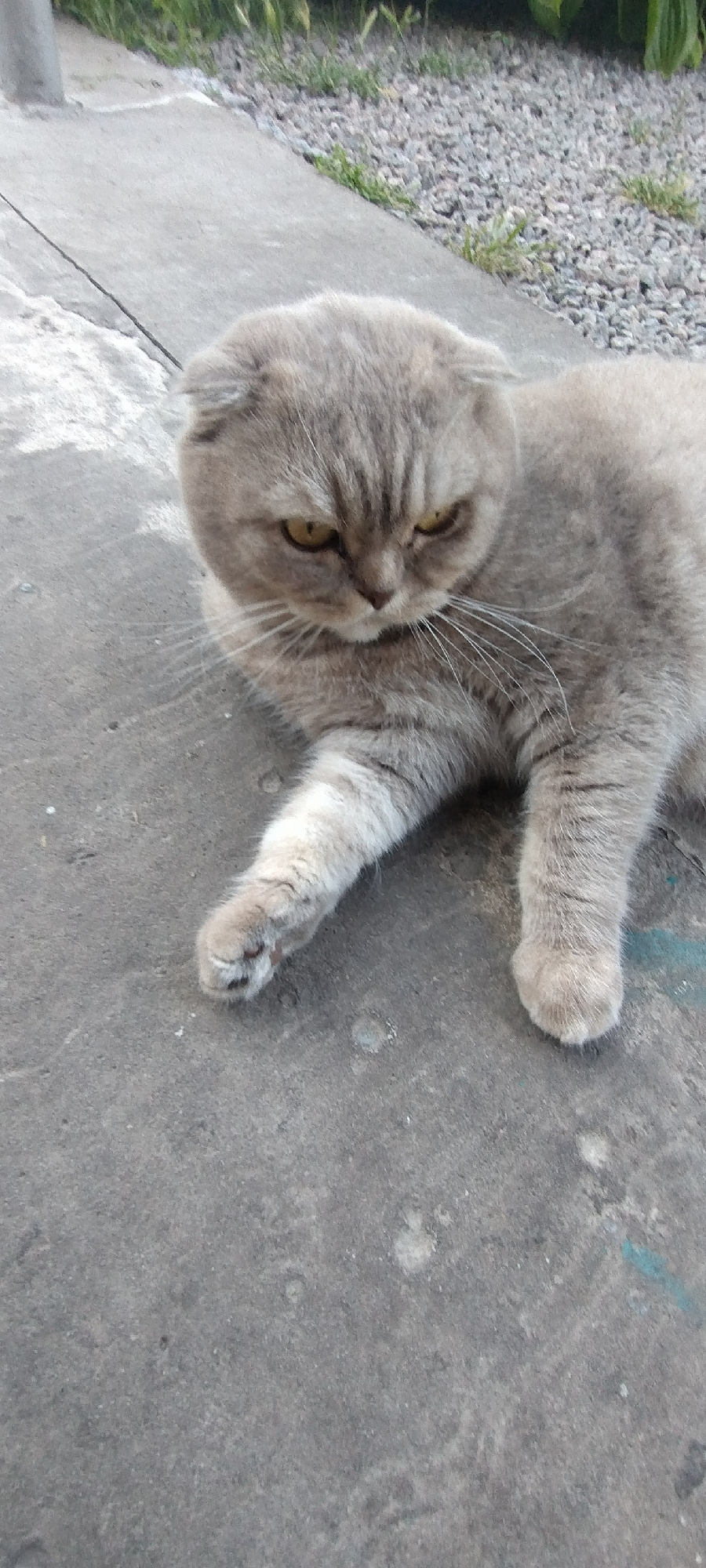 A medium shot captured from a slightly elevated angle shows a light gray tabby Scottish Fold cat lying on a concrete surface outdoors. The cat is positioned in the lower right quadrant of the frame, with its body extending towards the left. Its folded ears are visible, and its yellow eyes are looking down and to the left with a somewhat stern expression. The cat's fur displays subtle tabby markings. Its front left paw is extended forward, resting on the concrete, while its front right paw is partially visible. The concrete ground is textured and appears weathered, with some small specks and faint markings. In the background, a strip of gravel and green vegetation is visible along the top edge of the image. The scene appears to be an outdoor area, possibly a yard or walkway in Radisne, Ukraine.