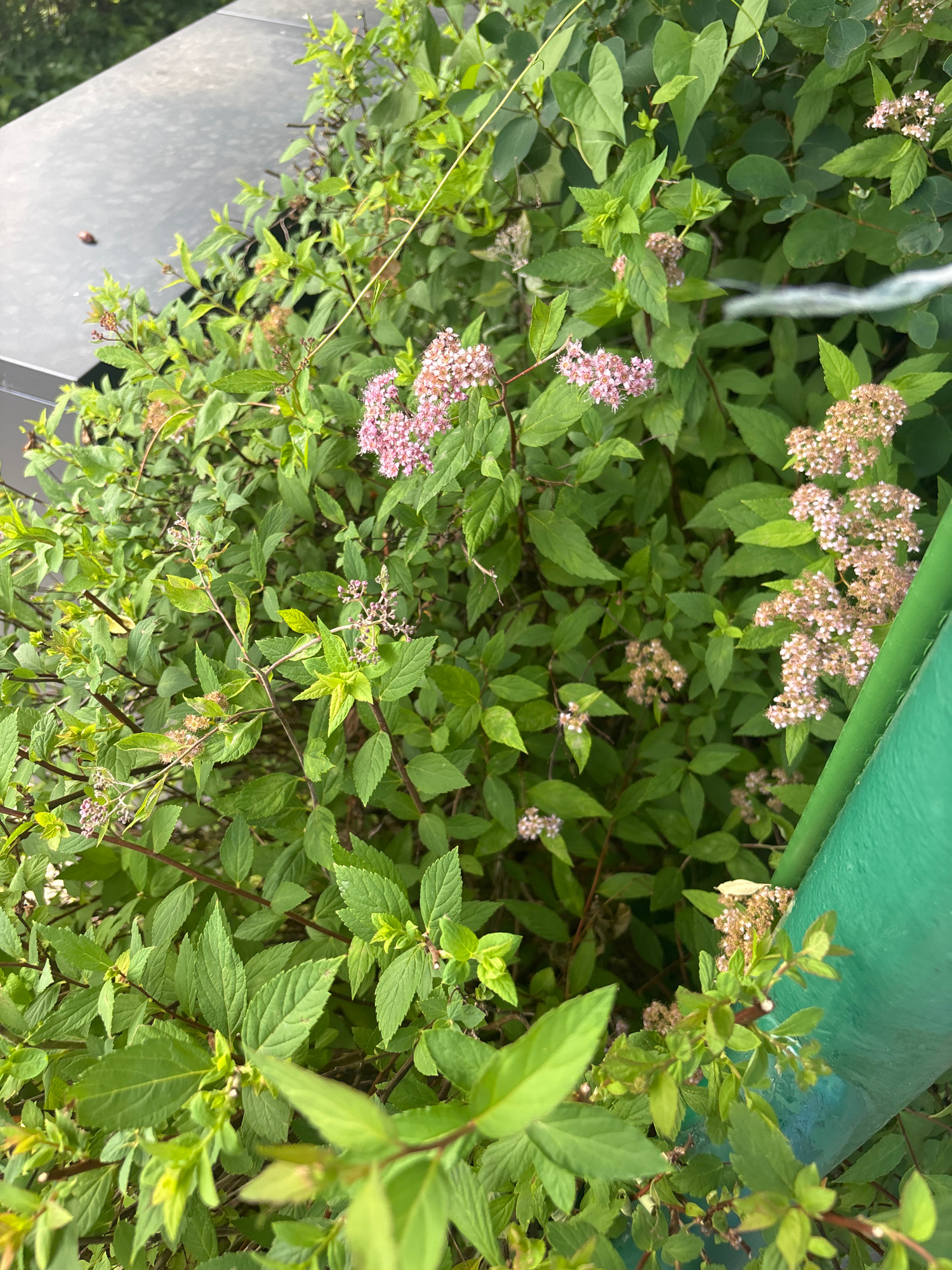 This media file is a close-up, high-angle shot of a dense bush with green leaves and clusters of small, light pink flowers. The bush appears to be outdoors, as suggested by the natural lighting and the presence of what looks like a metal railing or structure in the upper right corner, painted a vibrant green. In the lower left corner, a grey, metallic surface is visible, possibly a railing or a building facade. The lighting suggests it is daytime, with overcast or diffused sunlight, as there are no harsh shadows. The focus is on the foliage and flowers, creating a somewhat abstract composition. There are no people visible in the media file, nor any text. The overall impression is one of lush, natural growth, possibly in a garden or urban green space.