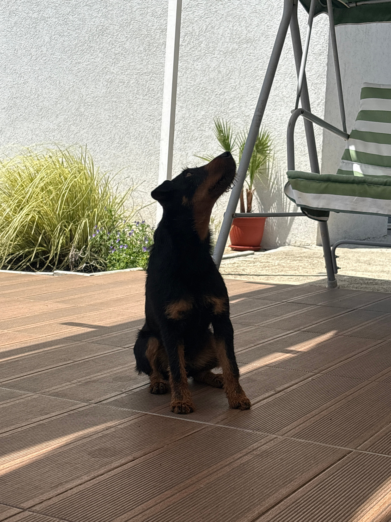 A black and tan dog sits on a wooden deck outside a house, looking up. The dog is in the foreground, with its body facing slightly to the left and its head turned upwards. Behind the dog, there is a white textured wall, a planter with a palm tree, and a swing chair with green and white striped cushions. The deck is made of wooden planks with visible lines. The overall scene suggests an outdoor residential area. This image was captured in Bulgarovo, Bulgaria.