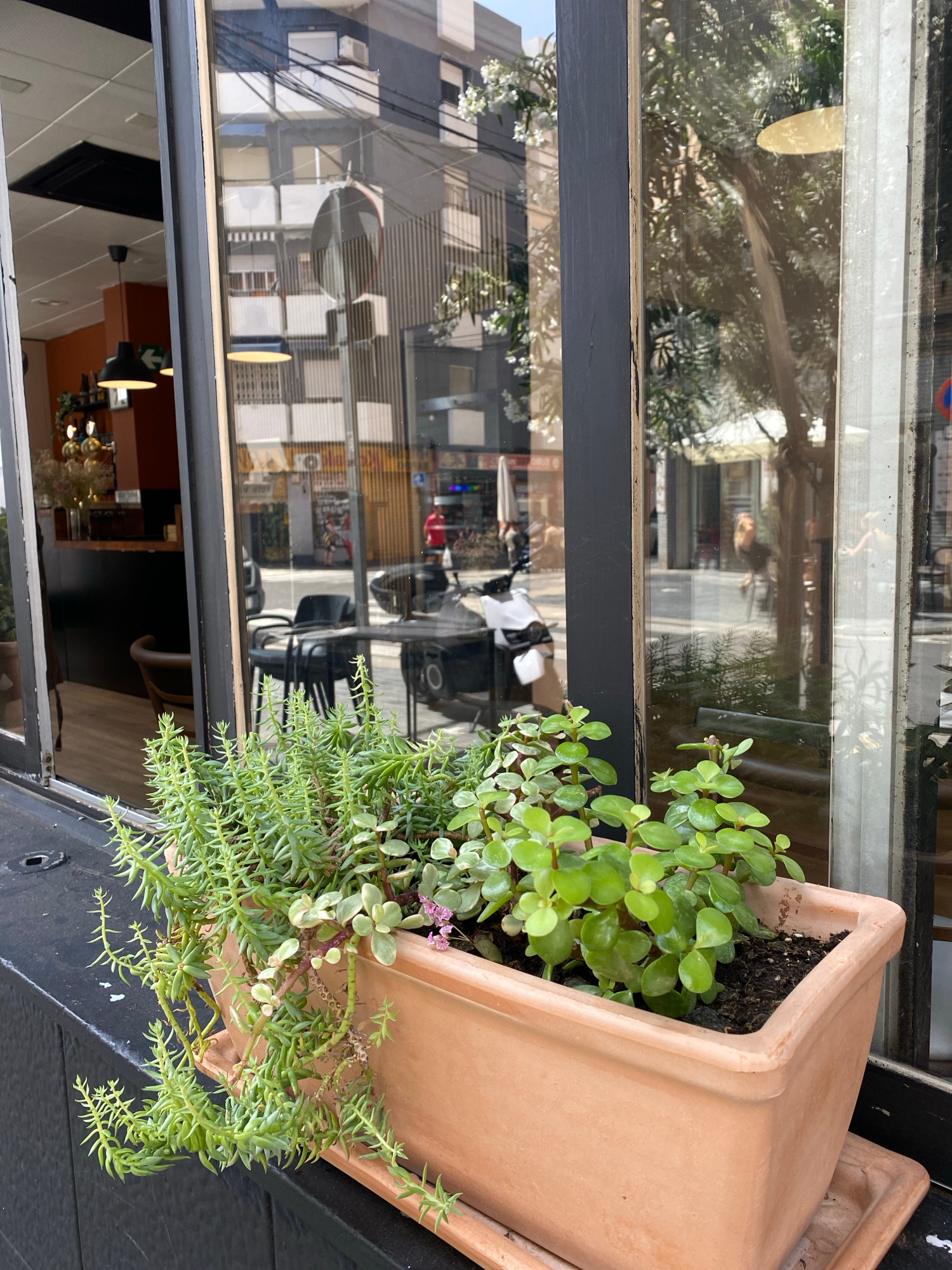 This is an eye-level, medium shot of a rectangular planter box filled with succulents, placed on a dark gray windowsill. The planter box is terracotta-colored and contains two distinct types of succulents: one with thin, cascading stems and needle-like leaves, and another with thicker, rounder, green leaves. In the background, a large window reflects the environment outside. The reflection shows a street scene with buildings, trees, overhead power lines, and several people walking. One person in the reflection wears a red shirt. To the left, inside the building, a glimpse of a coffee shop interior is visible, featuring a counter with decorative lights and seating. The window frame is dark gray and shows signs of wear. The overall scene suggests an outdoor cafe or shop in a city, possibly Valencia, Spain, given the urban architecture and lively street activity reflected in the window.