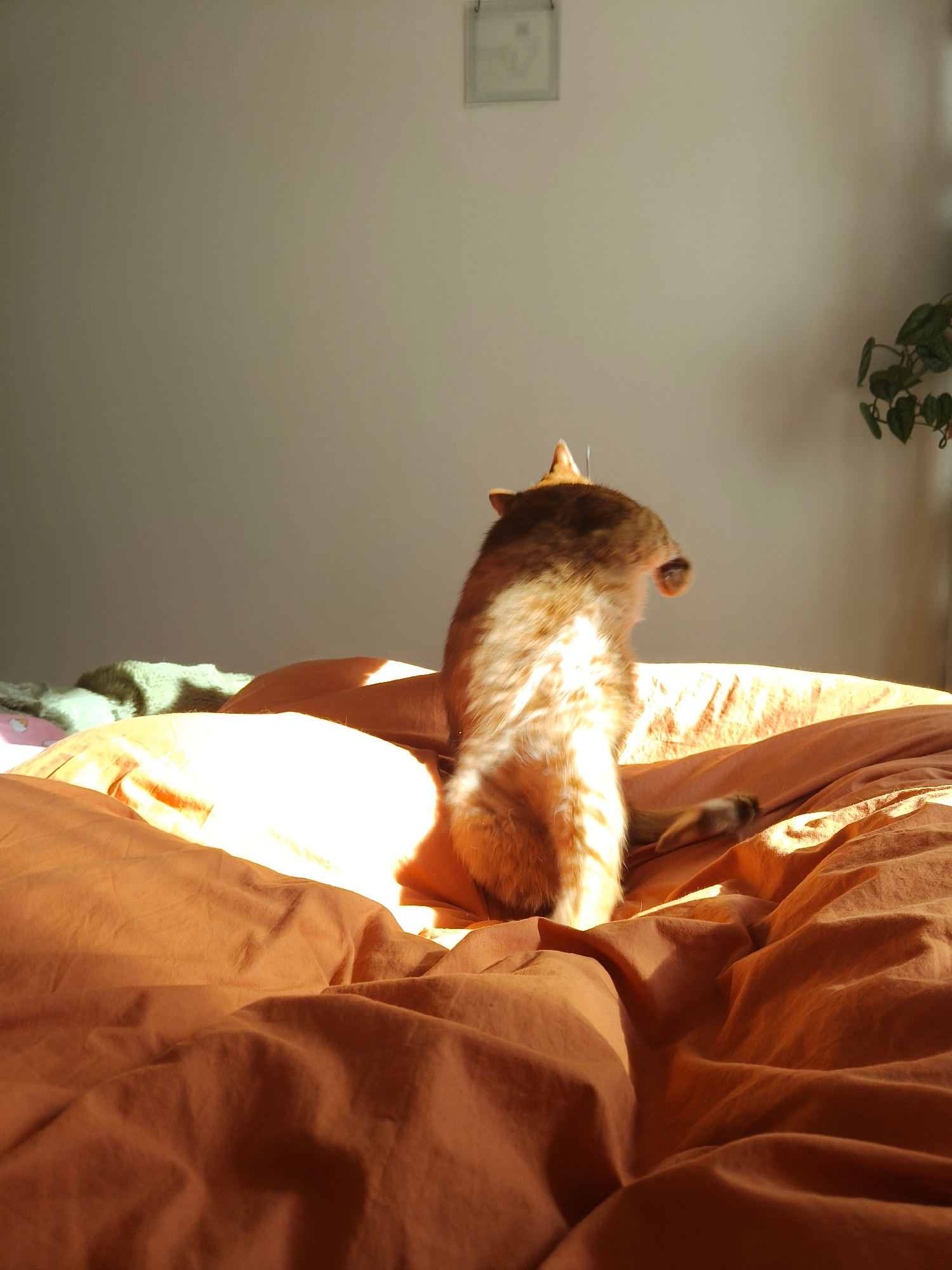 An orange tabby cat is captured mid-stretch on a bed covered with rumpled orange bedding. The cat is positioned in the center of the frame, facing away from the viewer with its head turned to the side, and its front paws extended upwards. Sunlight streams in from the right, illuminating the cat and creating a strong contrast with the shadows on the bedding. The background is a plain, light-colored wall, with a framed picture and a small plant visible in the upper right corner. The scene appears to be indoors, likely in a bedroom. There is no discernible information to place this image in Lviv, Ukraine.