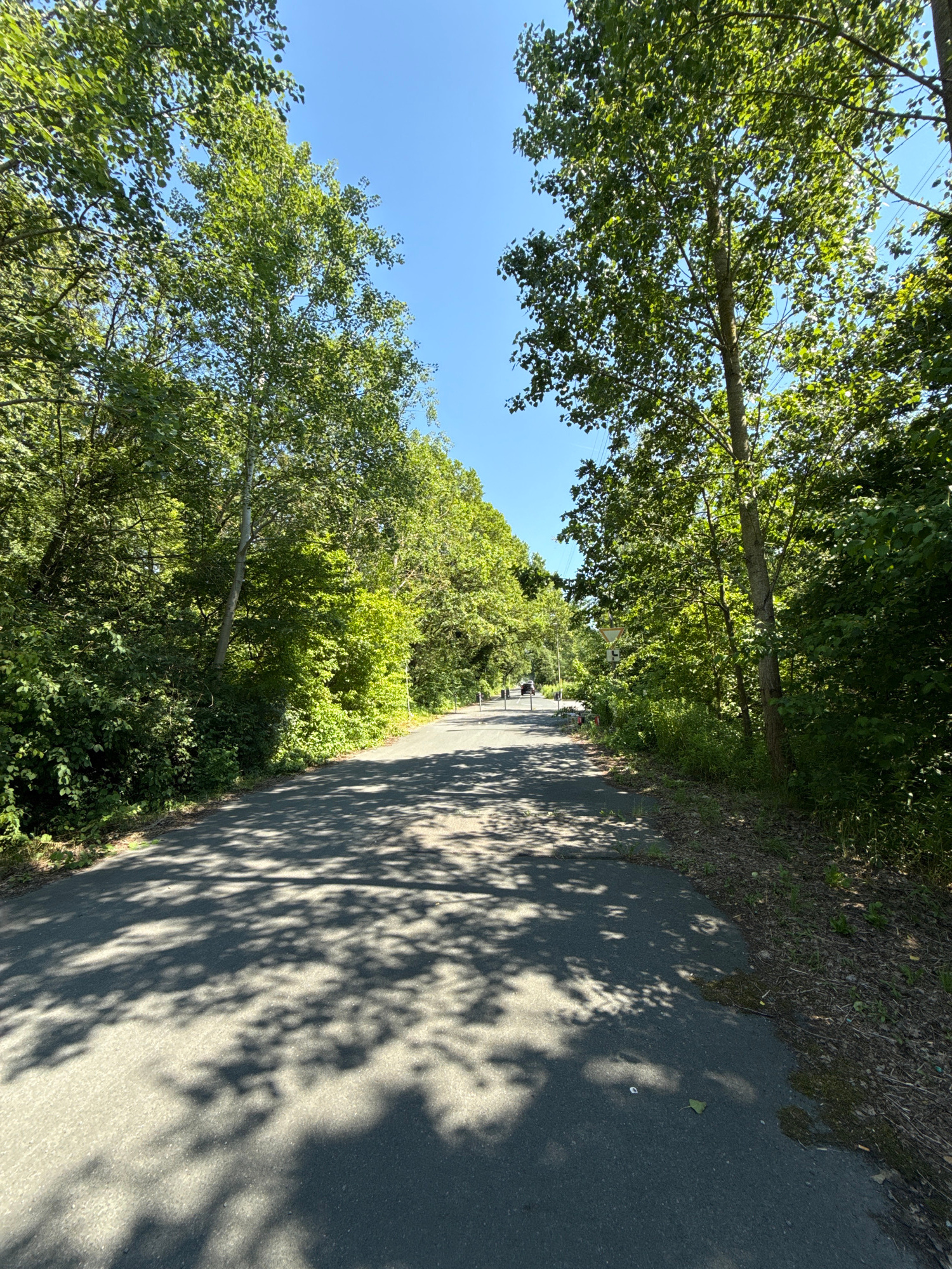 The image shows a paved path winding through a tree-lined area. The path is dark asphalt and is dappled with the shadows of leaves and branches from the trees that overhang it. To the left of the path, lush green foliage and tall trees dominate the scene, with the bright blue sky visible through their leaves. To the right of the path, the ground is covered in a mix of dry leaves, grass, and some debris. In the distance along the path, a few figures on bicycles and a yellow signpost are visible. The lighting suggests it is daytime, likely a sunny day given the strong shadows. The overall impression is a serene and natural environment, possibly a park or a trail in a wooded area. The location context indicates Hanover, Germany. There is no discernible text in the image other than the warning sign.
