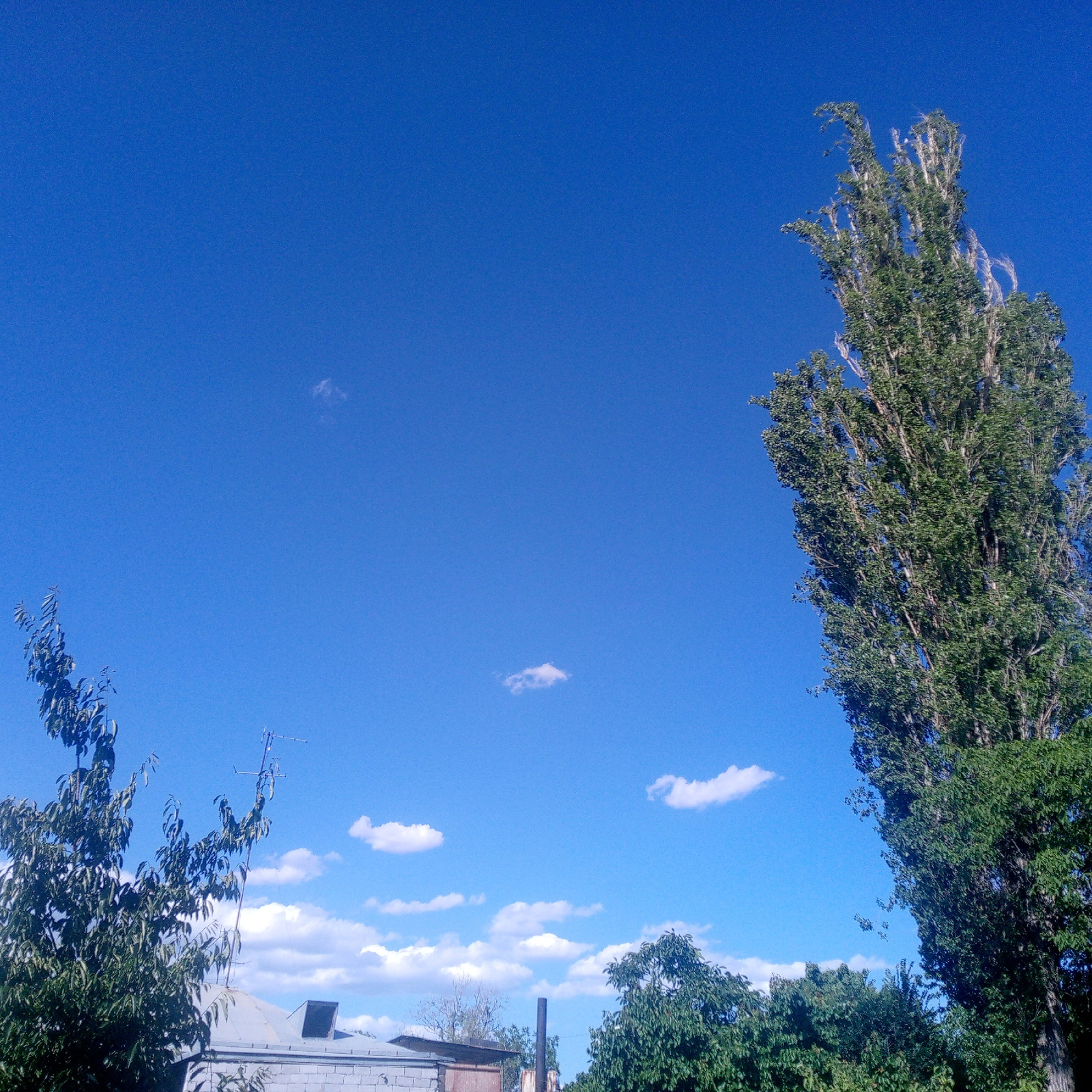 The image displays a bright, clear blue sky with scattered white clouds. Two trees are visible, one on the left and a much taller, thinner one on the right. The tree on the left is dense with green leaves. The taller tree on the right has a distinct, almost feathery appearance at its crown, with lighter-colored, wispy branches extending upwards. Several small, puffy clouds are dotted across the sky, with more concentrated along the horizon.
In the lower portion of the image, parts of a building are visible, appearing to be a brick structure with a metallic roof and a vent or chimney. A television antenna is also present, attached to a pole above the building. The sunlight suggests it is daytime, likely morning or afternoon given the brightness and clear sky. The overall scene conveys a sense of a peaceful, possibly rural or suburban setting on a pleasant day. No people are visible in the image. There is no discernible text.