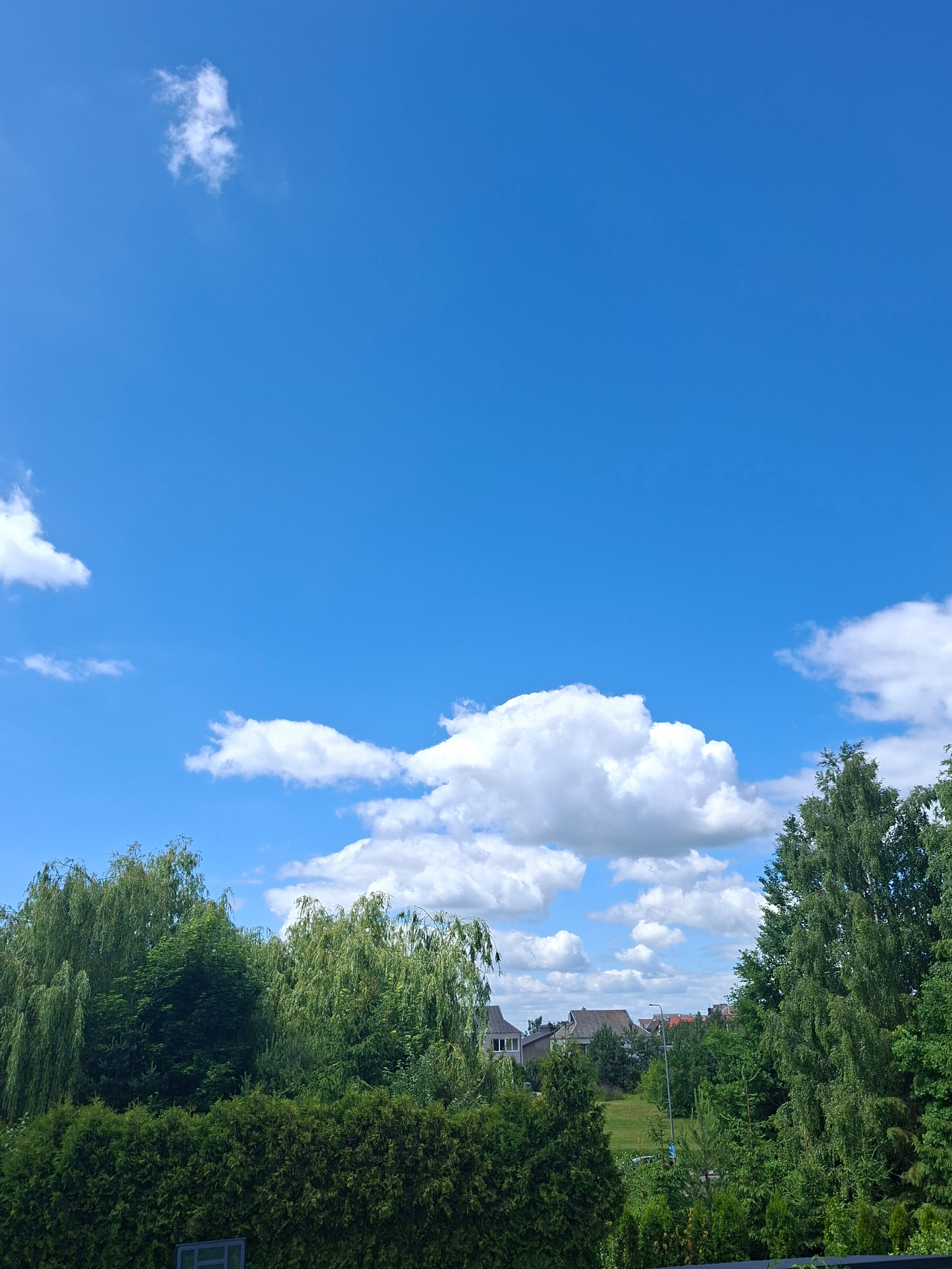 A vertical, eye-level, medium shot captures a bright, clear blue sky with scattered white cumulus clouds. The top two-thirds of the frame is dominated by the sky, with a single wispy cloud in the upper left quadrant. The lower third reveals a dense line of vibrant green trees and hedges forming a natural barrier. To the left, weeping willow trees with cascading branches are prominent, interspersed with other evergreens. Further back, behind the dense foliage, several houses with red-tiled roofs are visible, suggesting a suburban or semi-rural environment. A streetlamp stands near the center of the background. The overall impression is one of a sunny day in a residential area, possibly the outskirts of Alytus, Lithuania, given the architectural style and vegetation. No people or animals are visible in the frame.