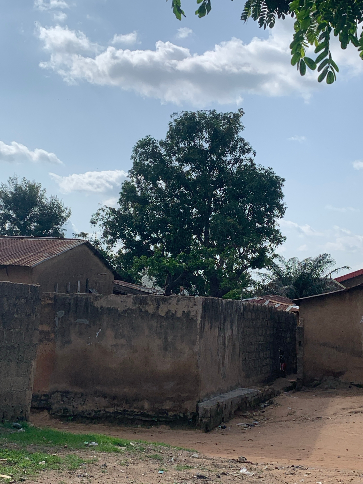 This image depicts a rural or semi-urban scene with a focus on modest structures and natural elements. A large, leafy tree dominates the center of the frame, its branches reaching towards a sky dotted with white, fluffy clouds. In the foreground, a rough, textured wall made of stone or concrete runs across the image. Behind this wall, several buildings are visible, characterized by corrugated metal roofs and simple, earthy-colored walls, suggesting a low-income or traditional housing style. A patch of green grass borders the lower left of the frame, with a dusty dirt path leading into the scene. Palm trees are also present in the background, further suggesting a warm climate. The overall impression is one of everyday life in a place with limited resources, where nature is an integral part of the environment. There are no identifiable people in the image, nor any discernable actions or interactions taking place.