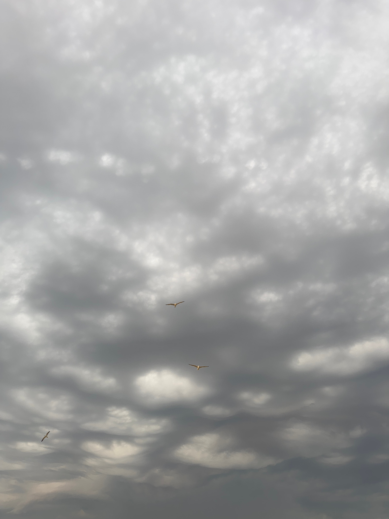 A low-angle, vertical shot captures a dramatic cloudy sky with three seagulls in flight. The sky is filled with heavy, dark gray clouds, creating a brooding atmosphere. Light peeks through in some areas, highlighting the textured formations of the clouds. The seagulls are positioned at different heights within the frame, their wings spread as they navigate the air. One seagull is in the lower left quadrant, another in the mid-left, and a third in the mid-right. The image appears to be taken outdoors, likely in a coastal or open area, such as the Scheveningen beach in The Hague, Netherlands, known for its seabirds and maritime environment. There are no people or man-made structures visible in the frame.