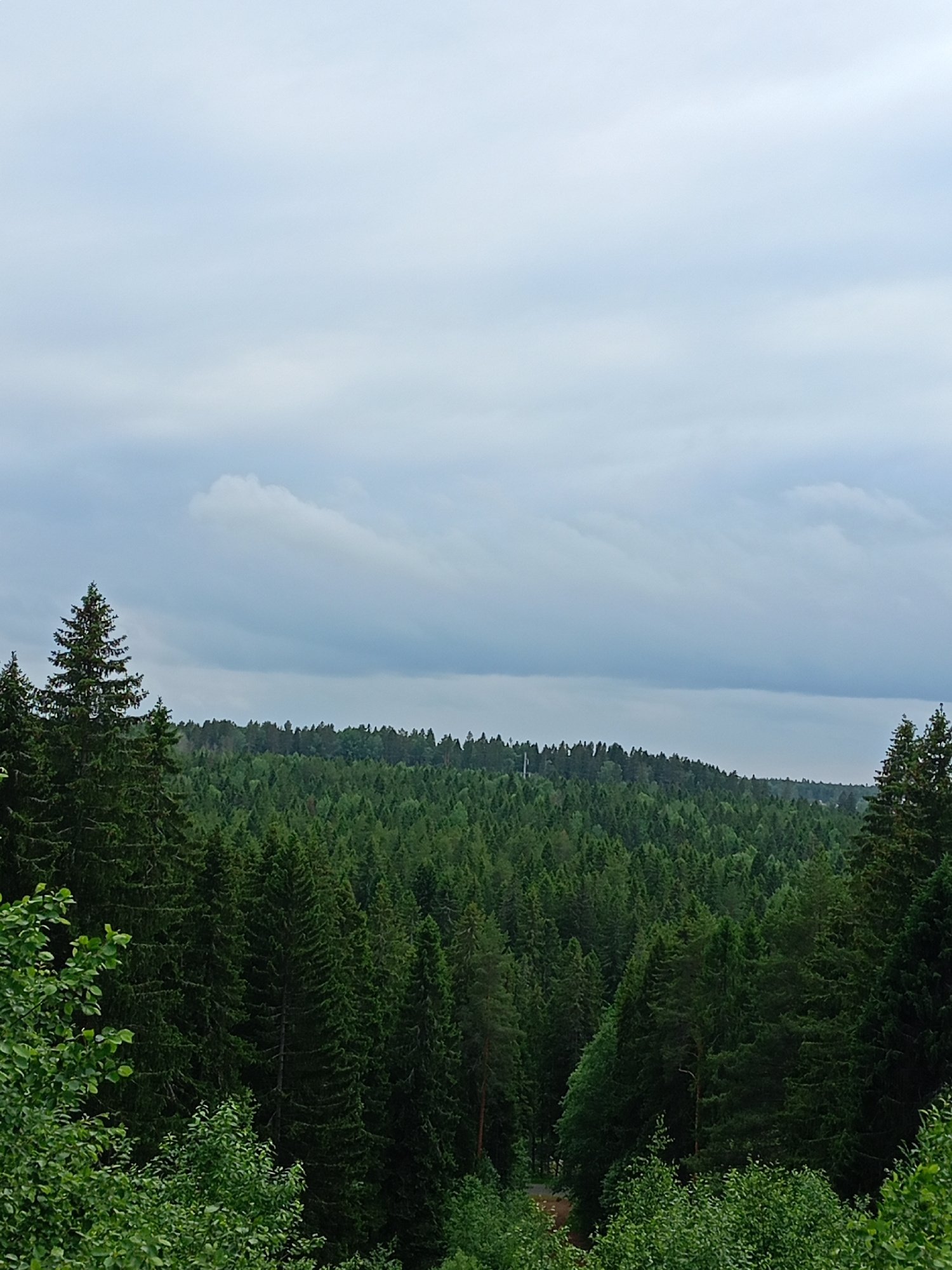 A wide-angle, eye-level shot captures a dense forest under a cloudy sky. The foreground features the tops of dark green coniferous trees, with lighter green foliage on the left. The middle ground is dominated by a vast expanse of dark green trees stretching to the horizon, with a slightly lighter, undulating line of trees forming the distant tree line. A thin, white vertical structure is visible above the tree line in the center of the image. The sky is overcast with soft, diffused light. The scene is devoid of any human presence or activity.