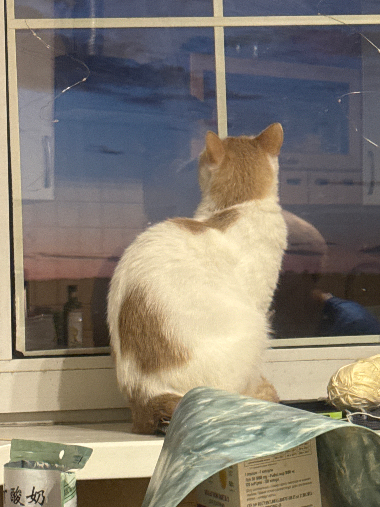 A medium shot captures an orange and white cat from behind, looking out a window. The cat sits on a windowsill, its back mostly facing the camera. The window reflects a twilight sky with hues of pink and blue, and the silhouettes of buildings. Inside, visible through the window, is a bottle on a shelf. In the foreground, on the windowsill, lies a rolled-up piece of fabric or tarp, a ball of yarn, and a small open package with Chinese writing. The overall scene appears to be an indoor setting looking outwards. The location is Unknown, Unknown.