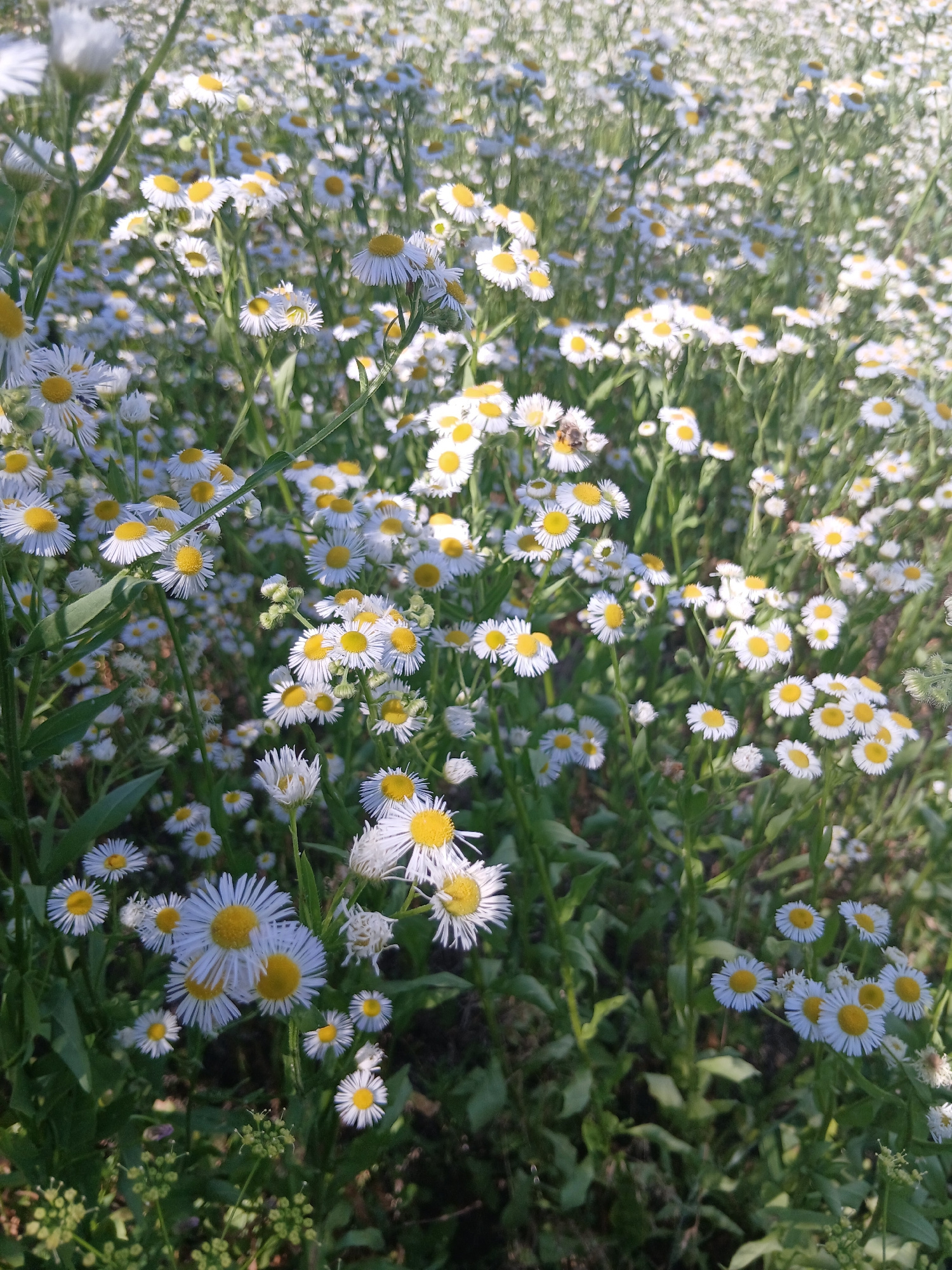 This is a close-up, sideways shot of a dense field of small, white daisies with yellow centers. The flowers are in various stages of bloom, with some fully open and others still budding. The background is a blur of green foliage and more daisies, suggesting a large meadow or garden. In the middle-left of the image, a bee is visible, its body covered in yellow pollen, appearing to be collecting nectar from a daisy. The lighting suggests it is daytime, likely morning or late afternoon, with the sun casting a warm glow on the scene, creating a peaceful and natural atmosphere. The image is shot in Cania, Moldova, and evokes a sense of rural beauty and the abundance of nature.
