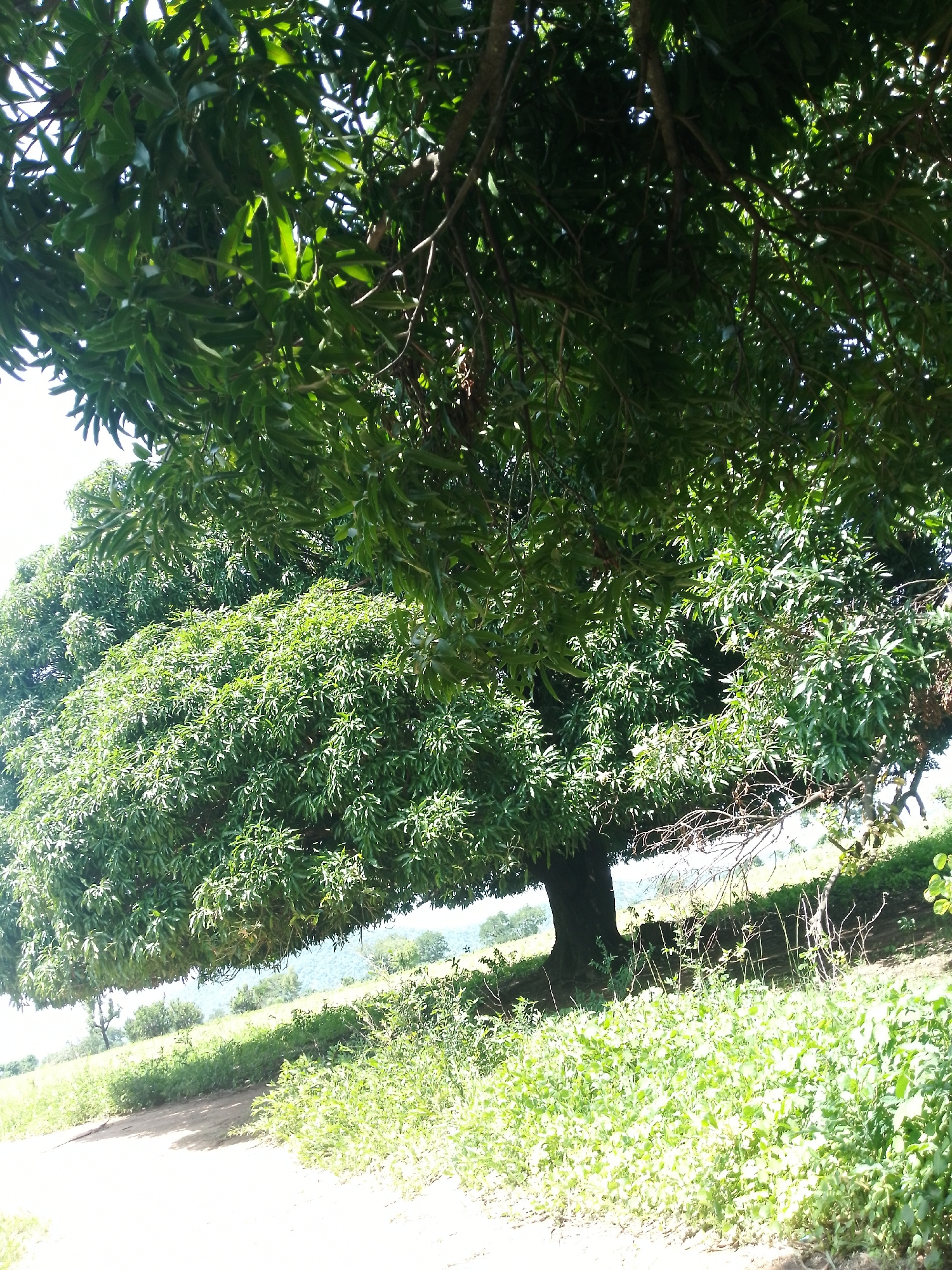 A low-angle, wide shot captures a large, lush green mango tree from beneath its canopy in Serti, Nigeria. The sunlight filters through the dense leaves, dappling the scene with light and shadow. The tree's thick, dark trunk is visible on the left side of the frame, partially obscured by its expansive foliage. The ground beneath the tree is a mixture of sandy soil and patches of green vegetation. In the background, a gentle slope rises, covered with more greenery and some scattered trees. The sky is a bright, hazy white, suggesting a sunny day. The overall impression is one of natural beauty and tranquility, characteristic of rural landscapes.