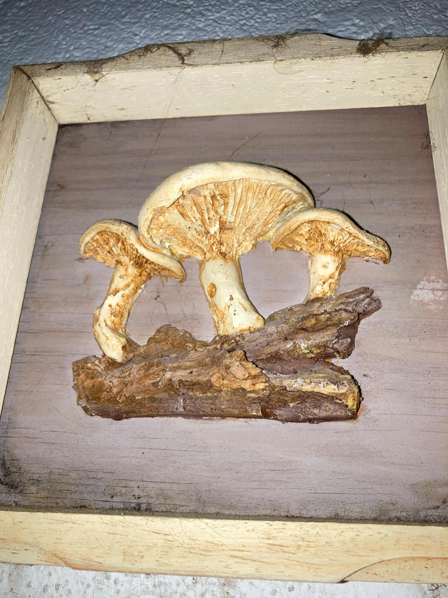 The image shows a framed decorative piece featuring three artificial mushrooms mounted on a piece of bark. The mushrooms are cream-colored with brown detailing on the gills and stems. They are arranged in a cluster, with one larger mushroom in the center and two smaller ones to its left and right. The bark appears to be real wood. The background of the piece is a textured, light brown surface, and it is enclosed in a light-colored, distressed wooden frame. The frame itself has a rough, weathered appearance. The overall impression is of a rustic or nature-inspired decorative item.
The item is located in Sabadell, Spain.