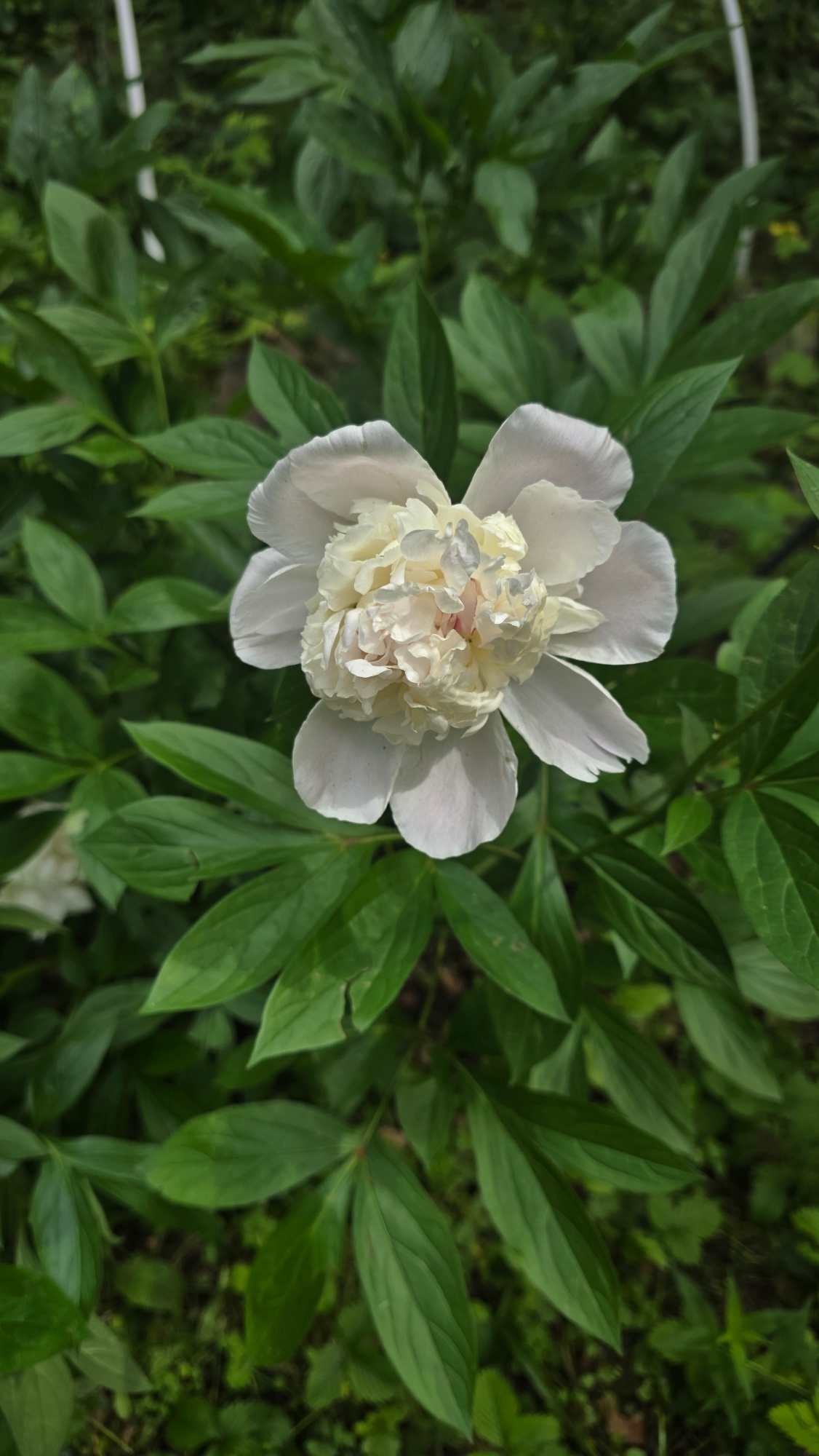 A close-up, top-down view captures a single white peony in full bloom, set against a backdrop of lush green foliage. The peony's petals are soft and delicate, with the outer petals appearing a pure white, transitioning to a creamy, ruffled center. Hints of pink are visible within the tightly packed inner petals. The surrounding leaves are a deep, vibrant green, with a slightly textured surface and prominent veins. The image suggests an outdoor setting, likely a garden or park, with the natural light highlighting the flower's intricate details. The context of Il'inskiy, Russia, implies a temperate climate where peonies are commonly cultivated.