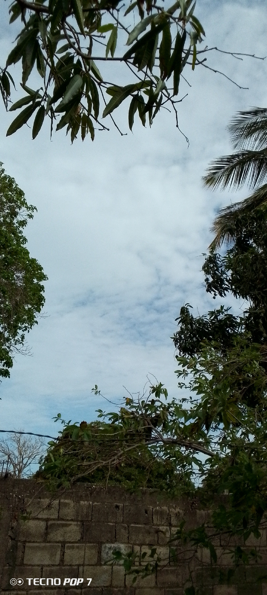 This image depicts a view looking up at a sky filled with scattered clouds, framed by foliage from trees. The foreground features a weathered brick wall, partially obscured by branches and leaves. The vegetation appears dense and tropical. In the lower left corner, the text "TECNO POP 7" is visible, indicating the device used to capture the photograph. The scene is an outdoor environment, possibly a residential or natural area, within the city of Altagracia, Venezuela. No people or specific actions are depicted.
