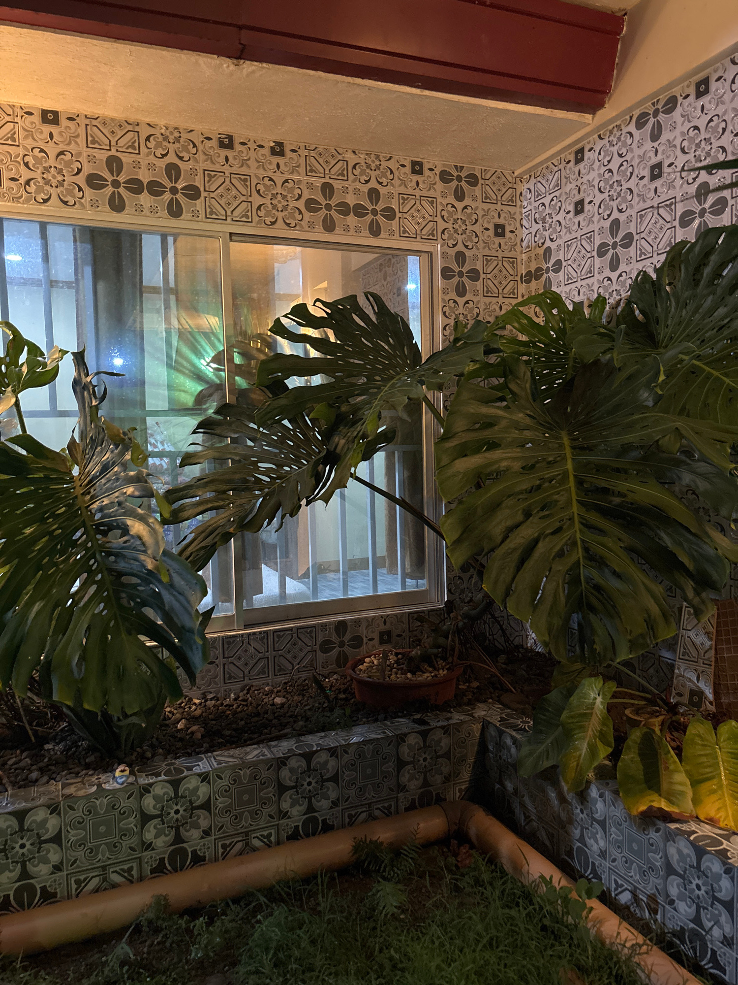 A large, leafy Monstera plant is the central subject of this indoor scene. The plant, with its characteristic split leaves, occupies a significant portion of the frame, positioned in front of a window. The window has metal bars and is covered by vertical blinds, obscuring a clear view of the outside. The walls are adorned with a decorative tile pattern featuring floral motifs. Above the tiled walls, a wooden beam is visible. The floor area in front of the plants is covered with gravel, and some soil is visible. A terracotta pot containing more plants or soil is nestled amongst the gravel. A light-colored pipe runs horizontally across the lower part of the image, and some greenery is growing around it. The lighting in the scene appears to be artificial, casting shadows and highlighting the textures of the plants and tiles. The image does not provide any visual information to determine the specific location within the city of Tagum, Philippines.