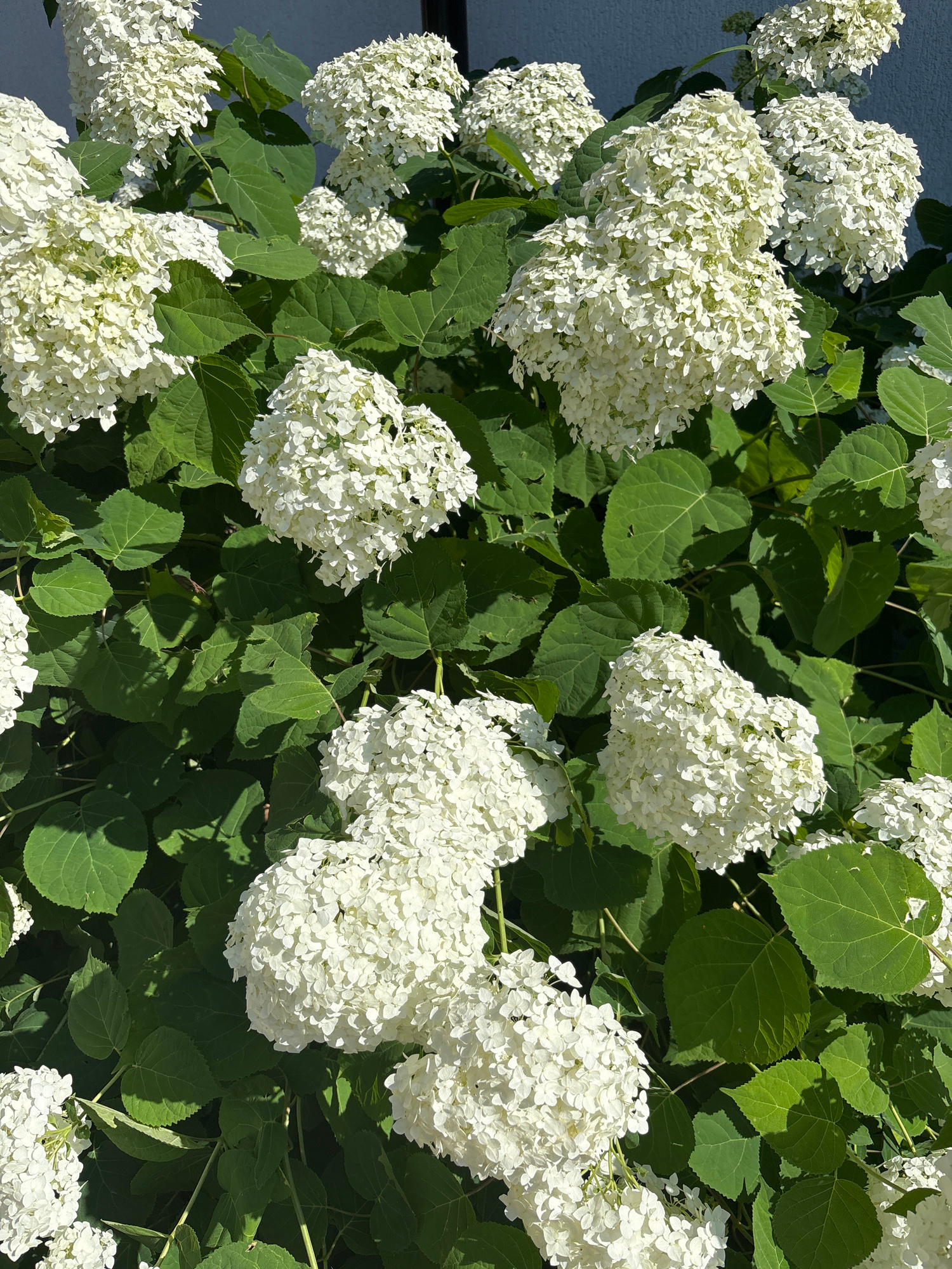 The image displays a dense cluster of white hydrangeas in full bloom, set against a muted, slightly textured grey background that suggests an exterior wall. The flowers are large and spherical, composed of numerous small florets, and are interspersed with vibrant green leaves. The lighting indicates a sunny day, casting shadows on the leaves and highlighting the bright white of the petals. There are no people or animals visible in the frame. The composition is dominated by the floral subject and its foliage, creating a lush and textured visual. There is no visible indication of the city of Zmiiv, Ukraine, within the image itself.