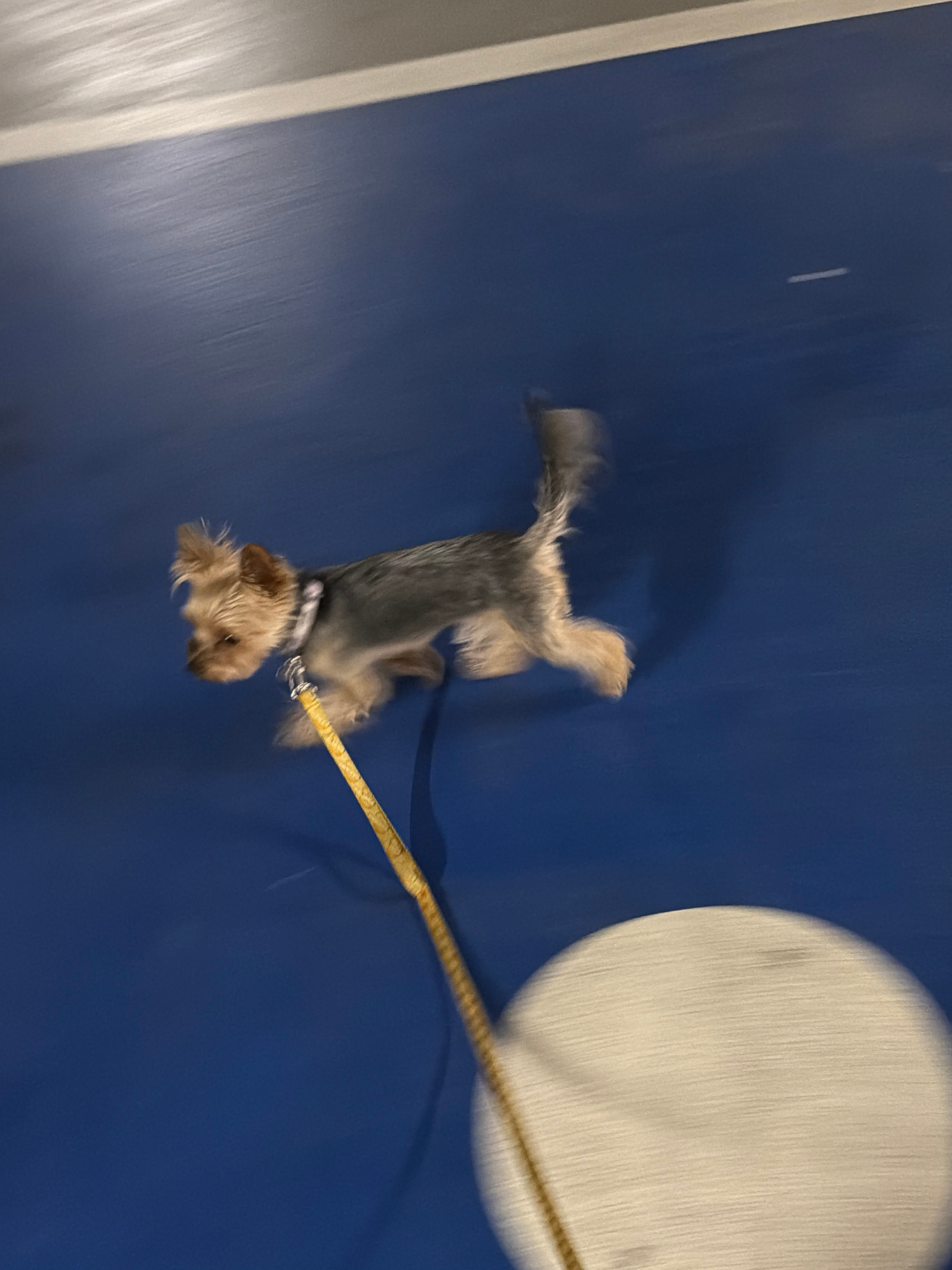 An undated, medium shot, eye-level, motion-blurred image shows a small Yorkshire Terrier dog with grey and tan fur running to the left on a blue surface. The dog is wearing a white collar. A textured yellow leash is attached to the collar and extends diagonally down and to the right out of frame. A portion of a blurred white circular object is visible in the lower right of the frame. The upper part of the image shows a blurred grey ceiling with horizontal striations. The overall impression is one of movement and activity within an indoor space, possibly a gym or studio, in Warsaw, Poland.