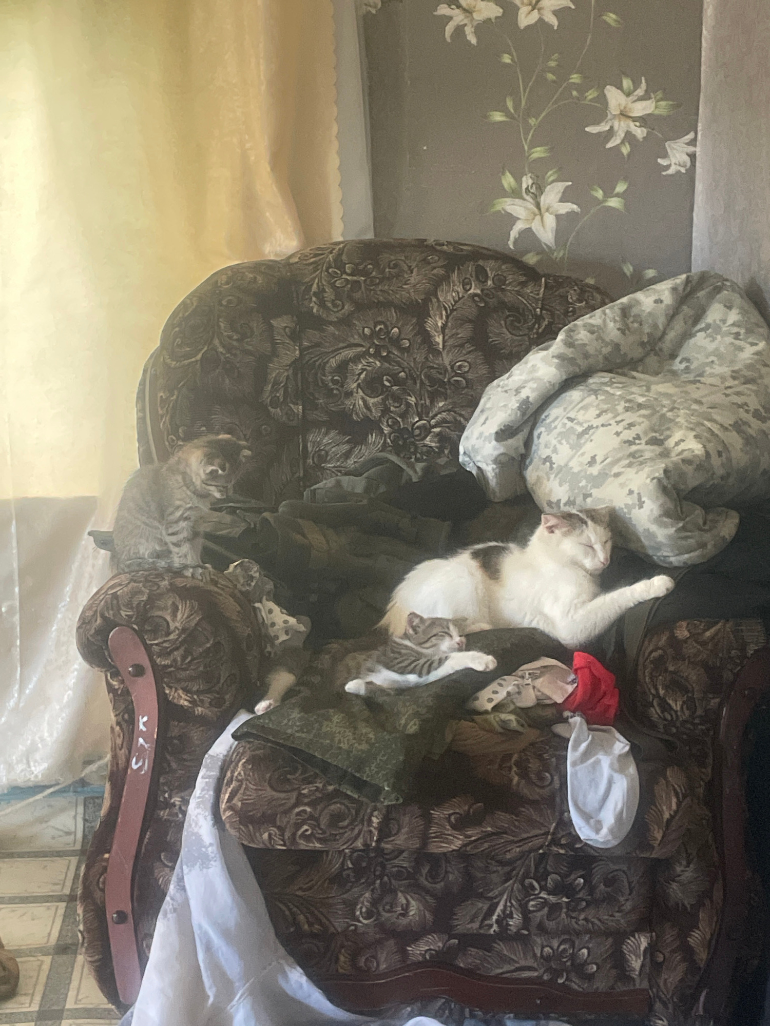 The image shows a domestic scene with multiple cats resting on a patterned armchair in an indoor environment. The armchair has a dark brown, ornate fabric. A large, camouflage-patterned pillow is placed on the back of the armchair. In the foreground, a white cat with brown patches is lying down, with its eyes closed. Next to it, a small tabby kitten is also resting. Another tabby kitten is visible further back on the armchair, sitting and looking towards the viewer. The room appears to be furnished with wallpaper that has a floral pattern of white lilies. There are also various fabric items, including a white cloth and a red cloth, scattered on the armchair. The lighting suggests a daytime setting, with natural light entering from the left side of the image, casting soft shadows. The overall scene conveys a sense of domestic tranquility. The location is identified as Линёвка, Russia.
