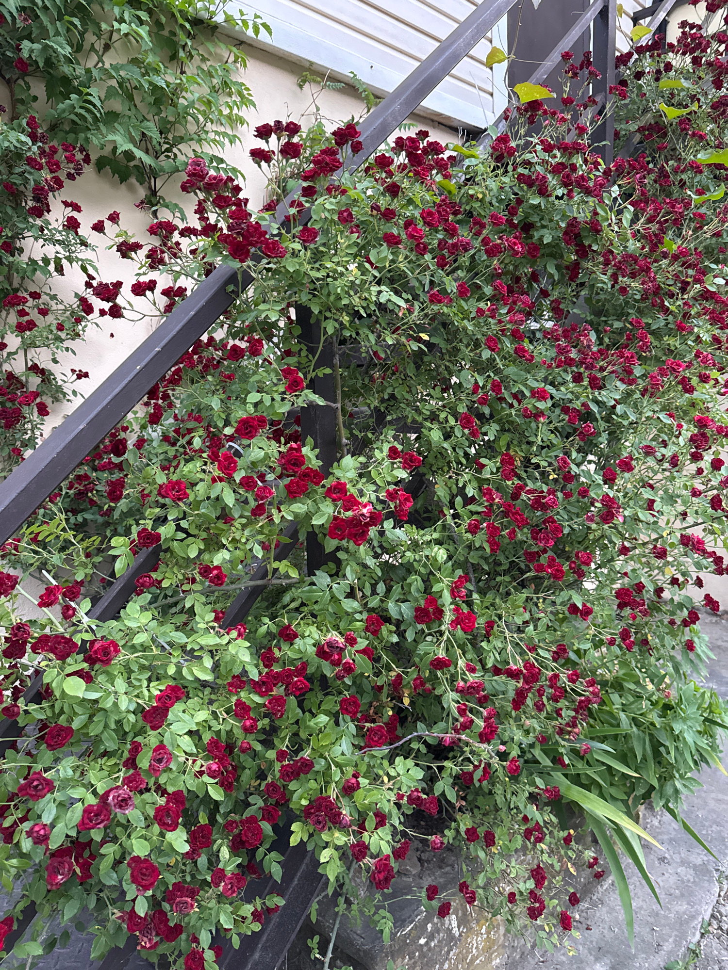 This image captures a dense cluster of small, deep red roses cascading over a dark metal railing and climbing a light-colored wall. The roses are in full bloom, with numerous buds and fully opened flowers scattered amongst lush green foliage. A portion of a railing, painted a dark color, runs diagonally across the frame, partially obscuring the wall and the roses. The wall itself appears to be a neutral, possibly stucco, surface, with some green vines also growing on it. The scene suggests an outdoor setting, likely a garden or a courtyard, with a hint of a structure, possibly a building, in the background. The lighting suggests it is daytime, possibly overcast, as there are no harsh shadows. The overall impression is one of abundant natural growth and color. The location is identified as the city of Sochi, Russia.