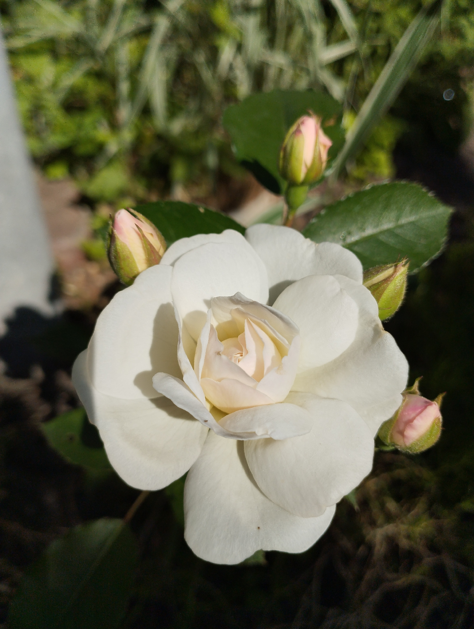 A close-up, high-angle shot captures a white rose bloom in soft focus, surrounded by several pink rosebuds. The rose is a pale creamy white with delicate, layered petals, some of which are catching the sunlight and casting soft shadows. The buds, tinged with pink, are tightly furled, promising future blooms. The background is a blur of lush green foliage and dark earth, suggesting an outdoor garden setting. The lighting appears to be natural daylight, possibly morning or late afternoon, given the soft quality and the shadows cast. There is no text visible in the image. The scene evokes a sense of natural beauty and gentle growth.