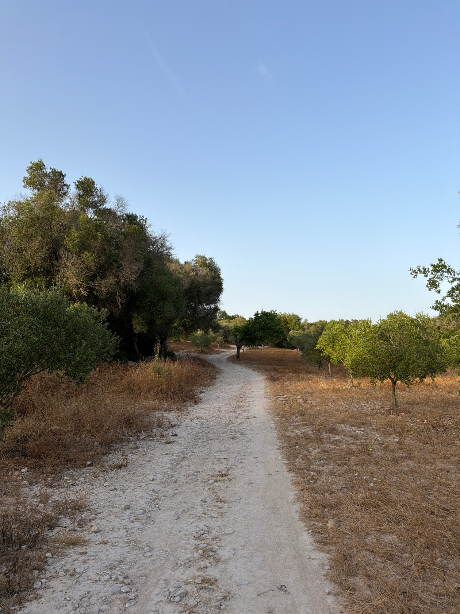 A dirt path winds through a dry, grassy field dotted with trees. The path is composed of light-colored gravel and dirt, with scattered stones and dry vegetation along its edges. The surrounding landscape is dry, with tall, brown grass and a sparse scattering of trees. On the left side of the path, dense green foliage forms a shaded area. On the right side, several smaller, well-maintained trees with green leaves are visible, suggesting an orchard or cultivated area. The sky is a clear, light blue, with no clouds. The overall scene suggests a rural or natural setting, possibly on the outskirts of Montuïri, Spain, during a dry season.