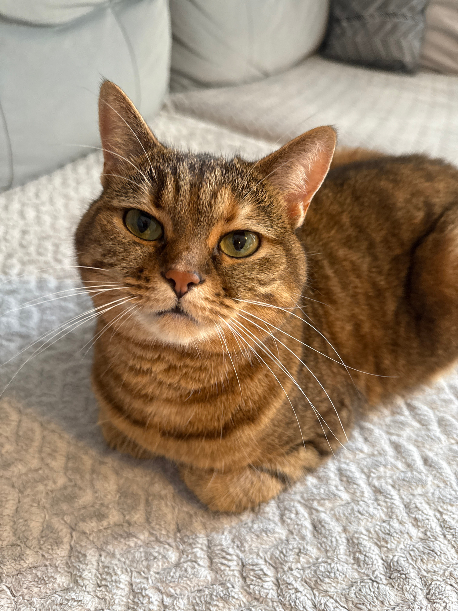 A close-up, overhead shot shows a tabby cat resting on a textured, light gray blanket. The cat is facing forward, its head slightly tilted. Its fur is a mix of brown and black stripes, with visible green eyes and a pink nose. The cat's white whiskers are prominent against its face. The background is out of focus, showing hints of pillows or cushions in a light blue or gray color.