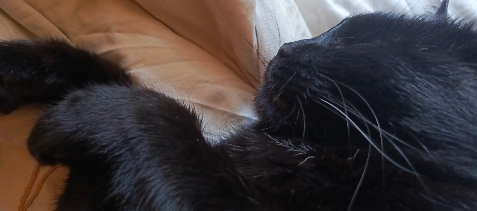 A close-up, low-angle, indoor shot shows a black cat lying on a light-colored, textured surface. The cat's fur is dark and appears soft and slightly ruffled. The cat's head is turned to the right, revealing its snout, whiskers, and the side of its face. Its eyes are not clearly visible due to the angle and lighting. The background is out of focus, suggesting a shallow depth of field, and consists of folds and creases in the fabric the cat is resting on. The overall lighting is subdued, with some highlights on the cat's whiskers. The location in Мерчалово Снт, Russia is not discernible from the image.