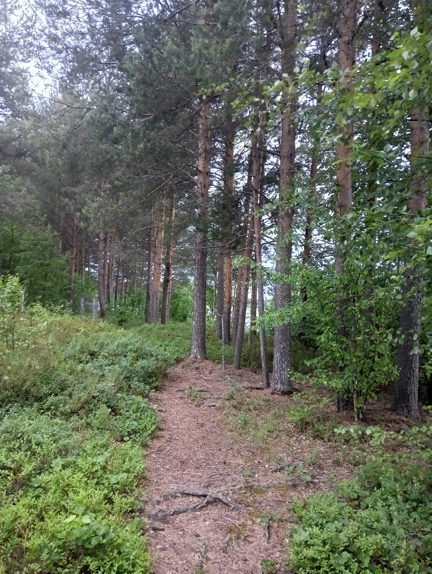 A dirt path winds through a pine forest. The path is surrounded by lush green undergrowth and bushes. Tall pine trees with rough bark line the sides of the path, creating a dense canopy overhead. The sky is overcast, casting a diffused light over the scene. The overall impression is of a tranquil and natural woodland environment.