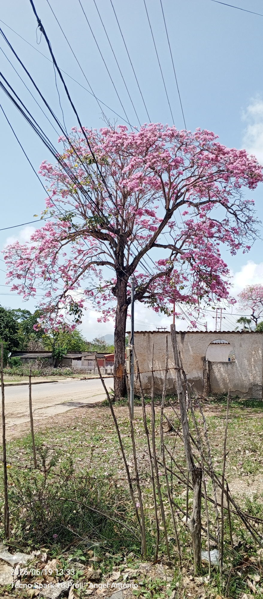 A full vertical shot captures a vibrant pink-blossomed tree on a sunny day in La Tagua, Venezuela. The tree, with its thick, dark trunk, stands prominently in the foreground, its branches laden with delicate pink flowers and a scattering of green leaves. Above the tree, a tangle of black electrical wires crisscrosses the bright blue sky, interrupted only by a few wispy white clouds.
To the right of the tree, a textured off-white wall with an arched opening forms a boundary. Beyond the wall, a hint of another pink-flowered tree is visible. In the middle ground, a paved road runs horizontally across the scene, bordered by a low, rustic fence made of thin wooden stakes and barbed wire. Dry grass and fallen pink petals litter the ground in front of the fence. To the left of the road, a row of low-lying buildings with corrugated roofs stretches into the distance. The overall impression is a snapshot of a serene, sun-drenched day in a semi-rural Venezuelan setting, with the striking pink tree as the undeniable focal point.