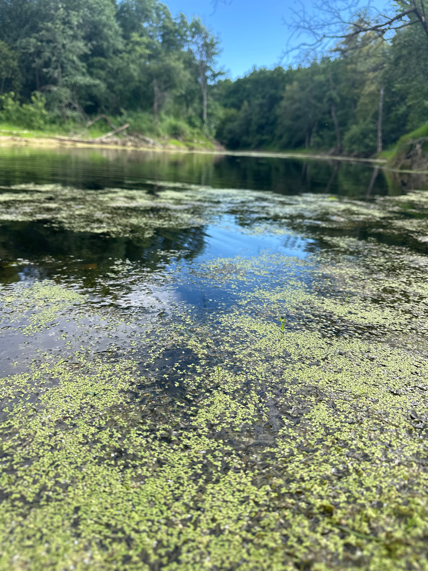 The media file depicts a close-up, angled view of a body of water covered with a dense layer of small, bright green aquatic plants, likely duckweed. The water surface reflects the surrounding environment, showing trees and a clear blue sky. The composition is dominated by the texture and color of the plant life, with the water appearing dark beneath the green mat.
In the background, a line of lush green trees borders the water, suggesting a natural setting such as a lake, pond, or slow-moving river. The trees are dense, and their reflections are visible on the water's surface, creating a sense of depth and mirroring. The sky above is bright and blue, indicating a daytime scene, likely during fair weather. The light suggests it is daytime, possibly morning or afternoon.
The image conveys a sense of tranquility and the peacefulness of nature. There are no people or man-made objects immediately visible, emphasizing the natural landscape. The focus is on the intricate details of the plant life and the reflective qualities of the water. The location context of Загорский, Russia, places this scene in a region known for its natural beauty, including forests and waterways. The overall impression is one of a serene, natural environment on a clear day.