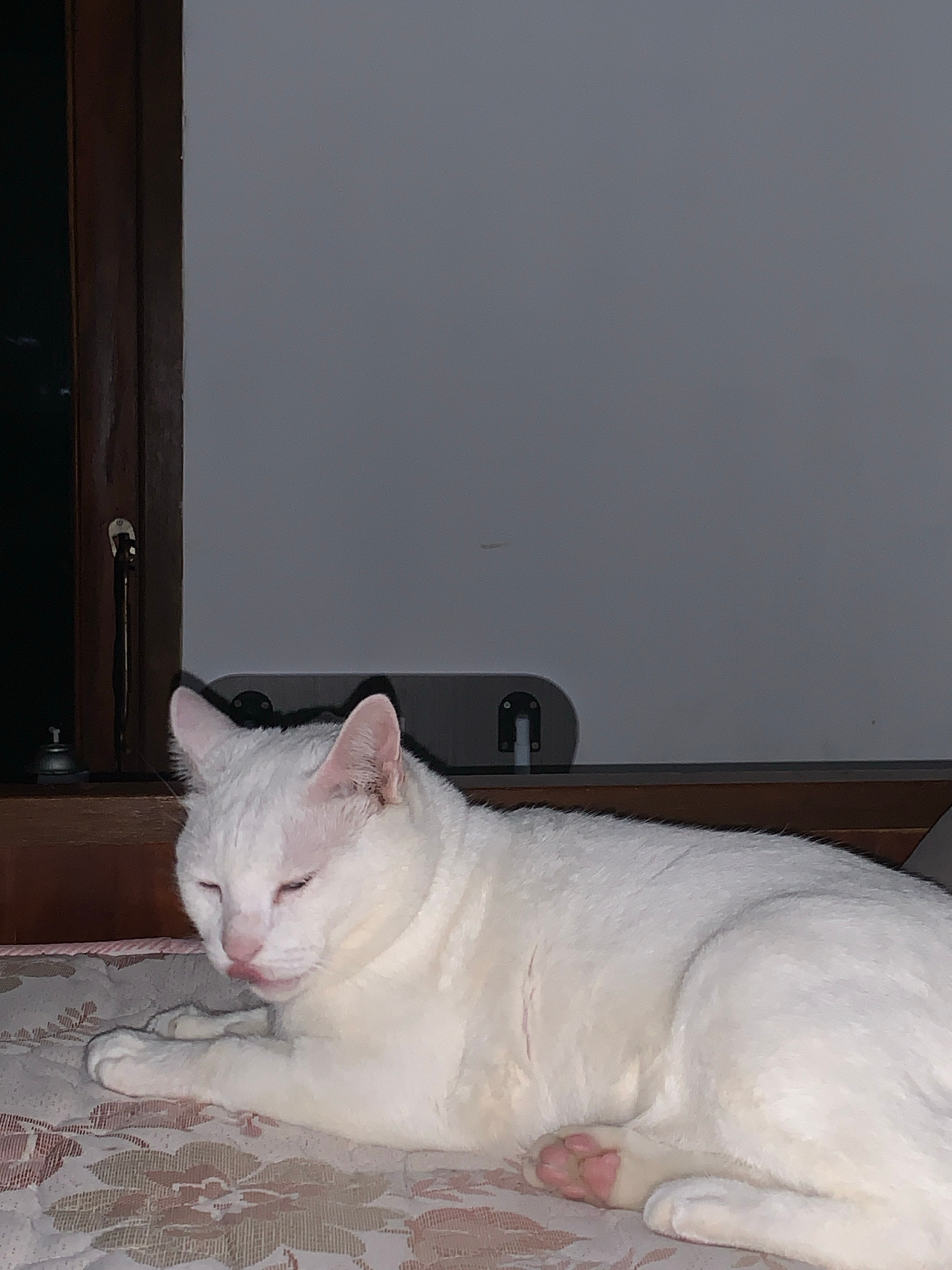 The image shows a white cat lying on a patterned surface, likely a bed or couch. The cat is in the foreground, facing towards the left side of the frame. Its eyes are partially closed, and its tongue is slightly extended. The cat's fur appears clean and well-groomed. Behind the cat, there is a wooden frame on the left and a grey wall with some objects on a shelf in the background. The overall lighting suggests an indoor setting, possibly at dusk or night. The image does not contain information about the city of Sukawati, Indonesia.