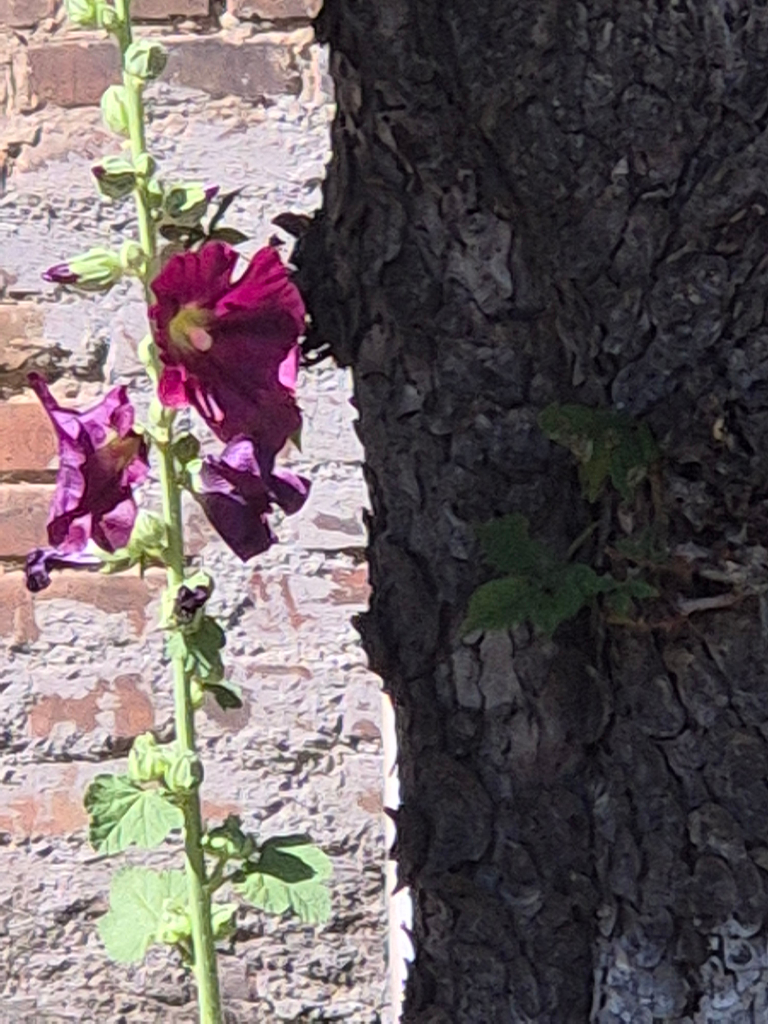 The image shows a close-up of a flowering plant with dark pink and purple blossoms and green leaves, positioned vertically along the left side of the frame. The plant is growing in front of a brick wall. To the right of the plant is the textured bark of a tree trunk. In the background, the brick wall appears weathered and shows variations in color, suggesting it might be an outdoor setting. The lighting suggests it is daytime, with sunlight casting shadows. The overall scene is naturalistic and likely depicts a garden or a natural area within the city. There are no people or animals visible in the image. The location is identified as Sozonivka, Ukraine.