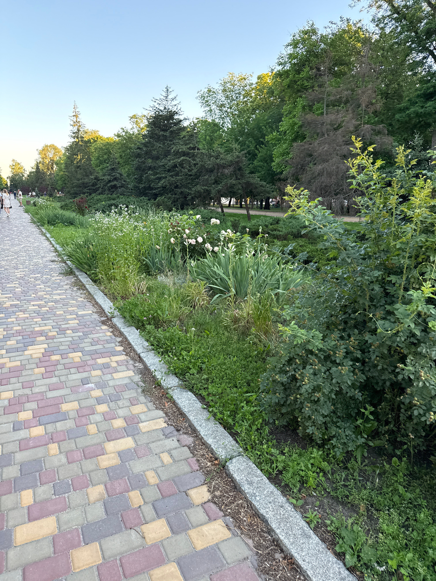 In an outdoor setting, a paved walkway made of multicolored rectangular bricks runs diagonally from the bottom left corner towards the middle left of the frame. The walkway is bordered on its right by a stone curb, beyond which is a strip of grass and then a dense green garden bed filled with various plants and flowers, including some white flowers and what appear to be rose bushes. Further to the right, lush green trees and foliage form a dense backdrop. In the upper portion of the image, the sky is clear and blue, with the tops of trees visible against it. In the distance, along the walkway and in the park area, several people can be seen walking and sitting. The overall impression is a park or a tree-lined pedestrian path in an urban environment.