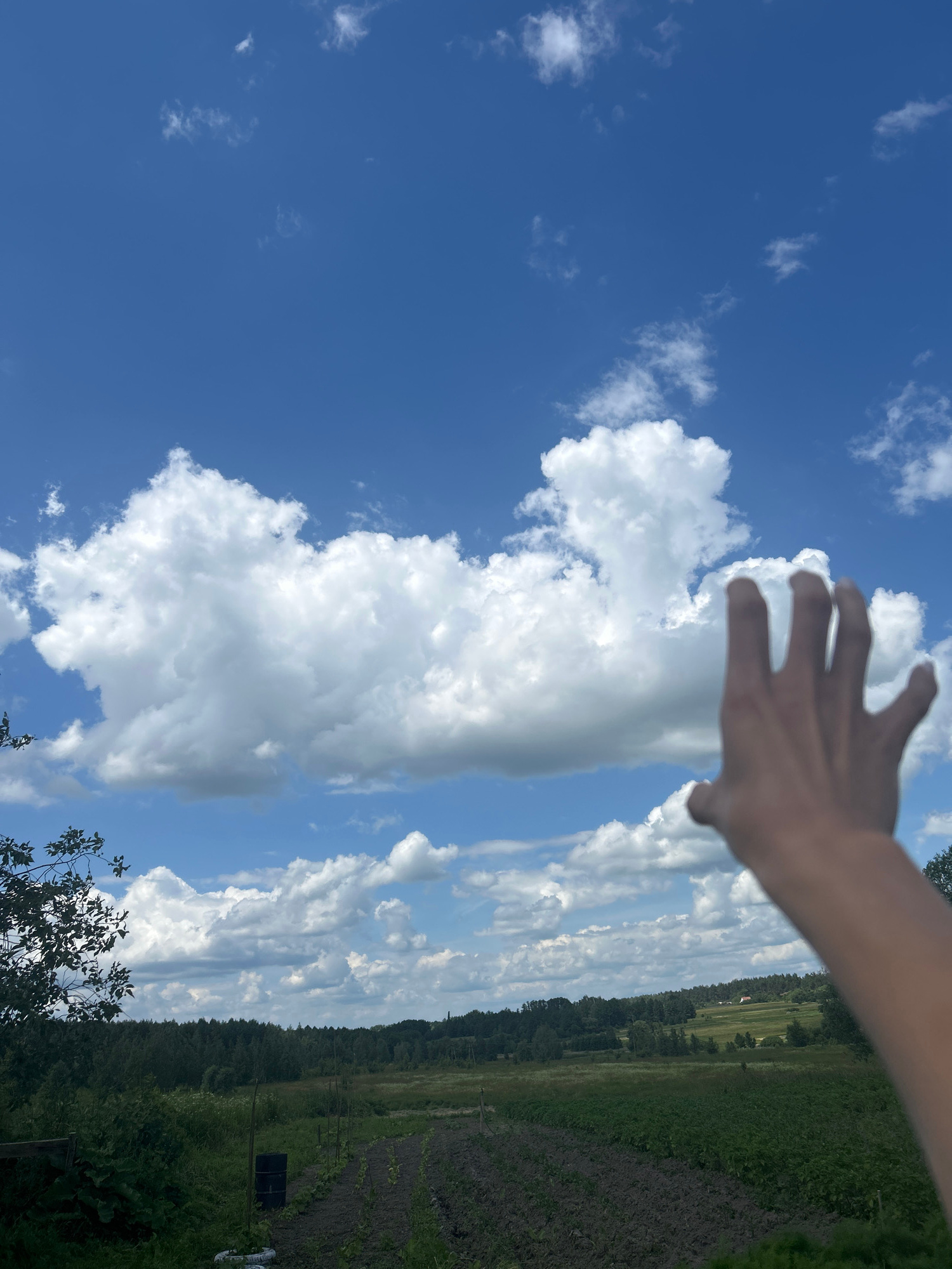 The image captures a landscape scene under a partly cloudy blue sky. In the foreground, a person's hand is reaching upwards towards the sky, partially obscuring the view of the horizon. The hand is in focus, appearing fair-skinned with fingers spread.
The middle ground consists of a verdant landscape with rows of crops planted in tilled soil. There is a black barrel standing near the planted rows, and some fencing can be seen. To the left, there are some dark green leafy plants and a branch of a tree with leaves.
The background features a dense, dark green forest stretching across the horizon. Beyond the forest, rolling hills are visible, dotted with trees and a few houses with red roofs.
The scene is set in a rural area. Based on the provided location, this image is from Vyshevychi, Ukraine. The time of day appears to be daytime, with bright natural lighting indicating sunny conditions interspersed with cloud cover.