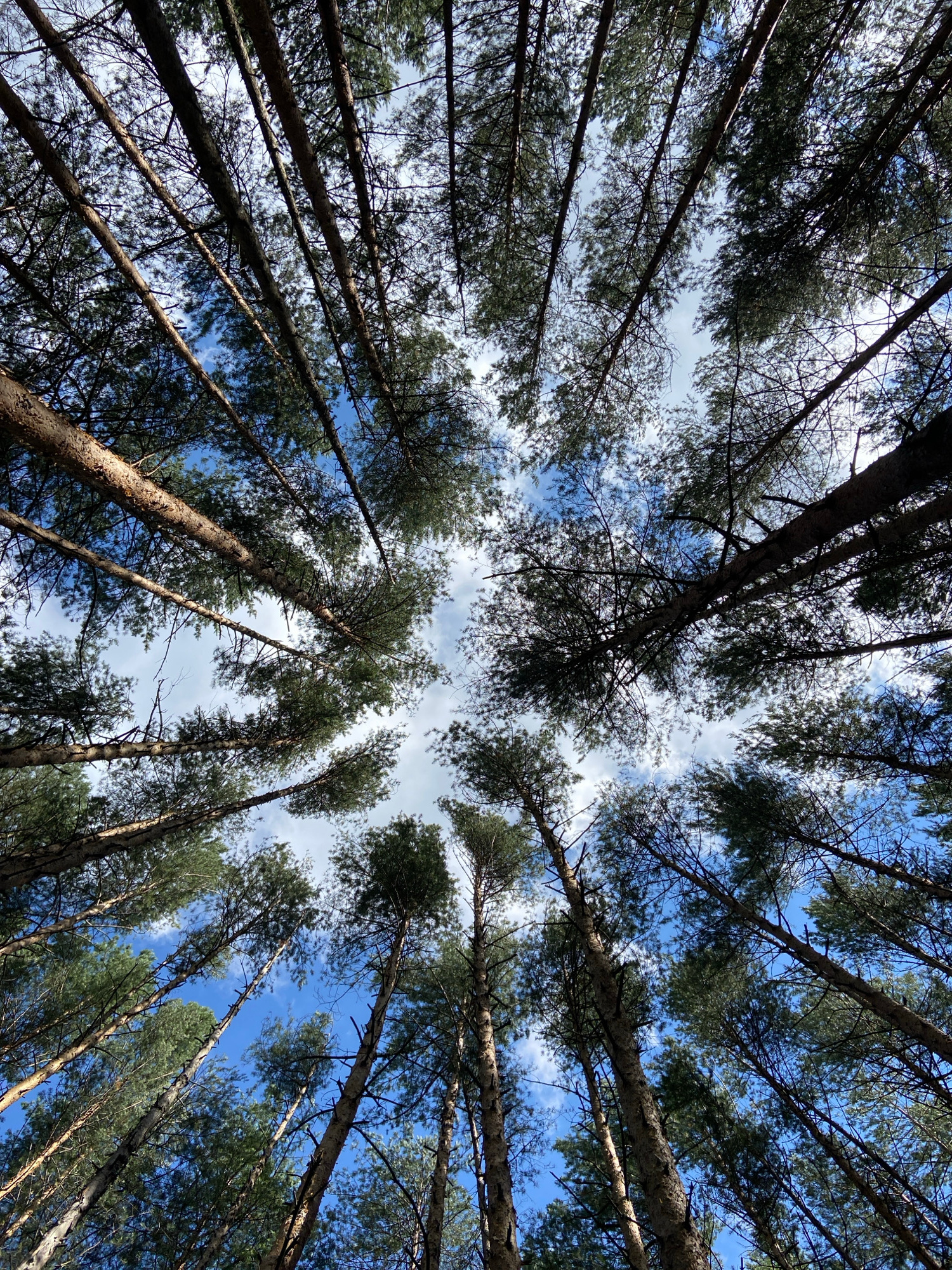 This is a low-angle, full-frame photograph looking directly up into the canopy of a pine forest. The image is dominated by the tall, slender trunks of pine trees, which converge towards the center of the frame. The trees are densely packed, with their branches and needles creating a dark, intricate pattern against the sky. The sky itself is a vibrant blue, punctuated by scattered white clouds that are illuminated by sunlight. The lighting suggests it is daytime, likely mid-morning or afternoon, given the brightness of the sky. The forest floor is not visible, as the perspective is entirely upward. The environment appears natural and undeveloped, indicative of a forest area. The image captures a sense of looking up from within a dense woodland, with the trees forming a natural cathedral-like structure. There are no people, animals, or man-made structures visible in the frame. The location in Votkinsk, Russia, implies a temperate forest environment typical of the region.