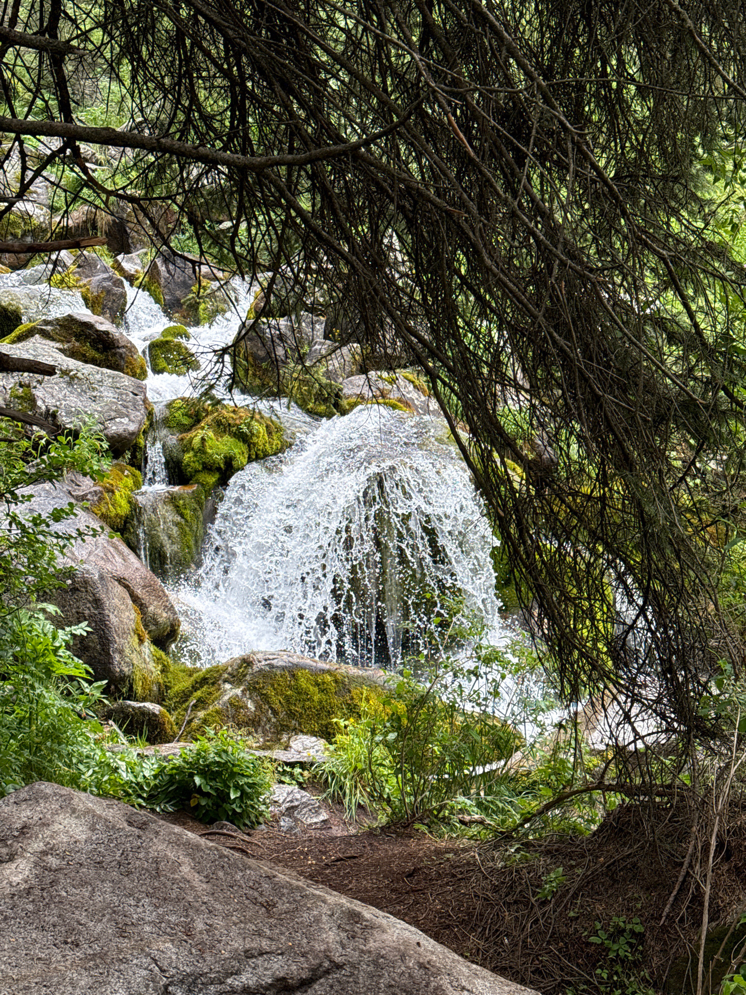A cascading waterfall flows over moss-covered rocks, framed by the dark, tangled branches of evergreen trees in the foreground. Lush green foliage and smaller plants grow amongst the rocks and on the forest floor. The water is white and frothy, suggesting a fast current. The scene appears to be a natural outdoor environment, likely a mountainous or forested area. The specific location in Almaty, Kazakhstan is not discernible from the image alone.