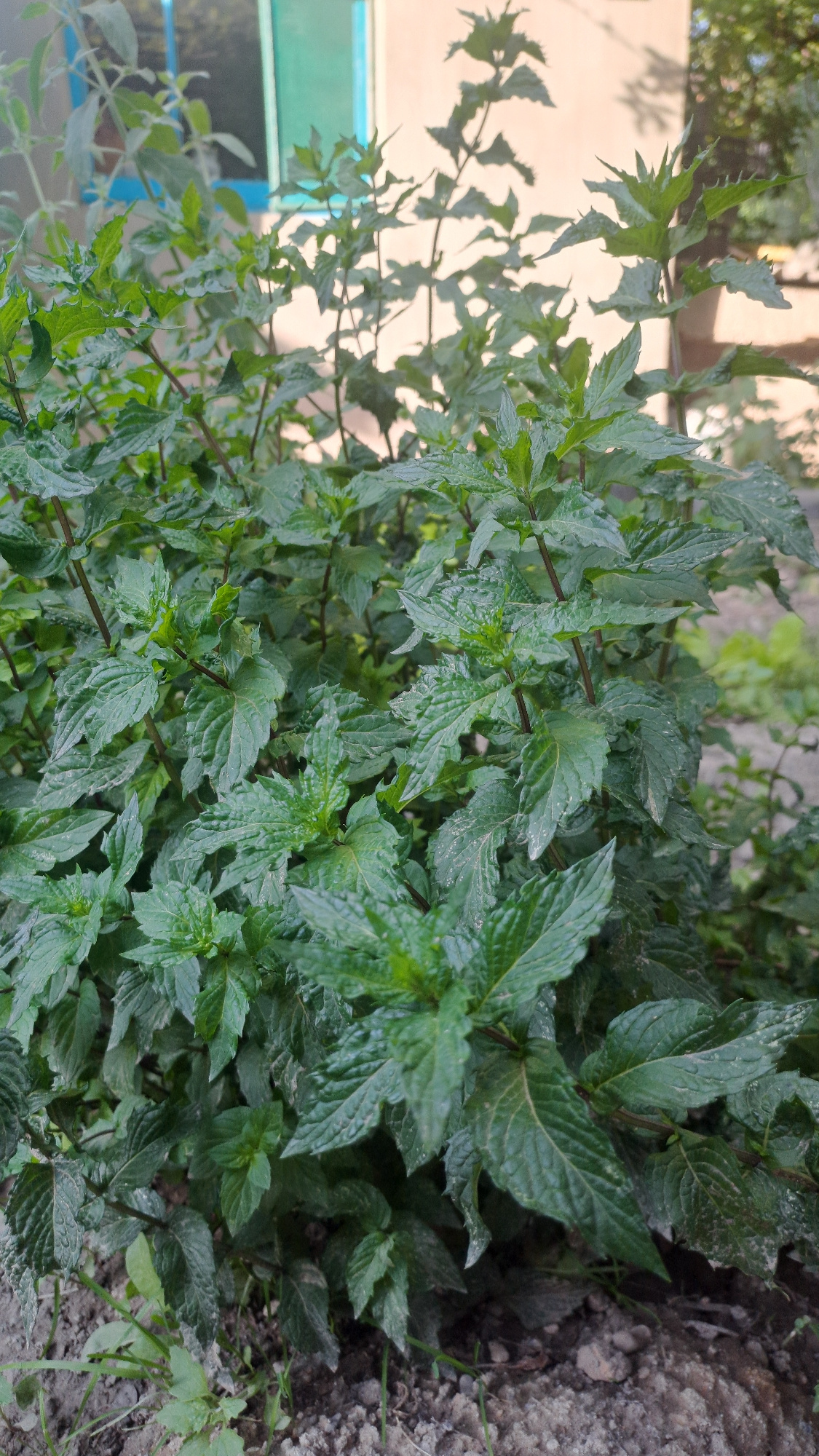 The image shows a close-up of a lush, green mint plant growing outdoors. The leaves are deeply veined and appear slightly wet, suggesting recent rain or dew. The plant is dense, with many stems and leaves overlapping. In the background, out of focus, there's a building with a pale beige wall and a strip of teal-colored material, possibly a window frame or trim. To the right, the ground is visible, appearing to be soil with some pebbles and sparse, thin green weeds. The lighting suggests it is daytime, with soft shadows cast by the plant's leaves onto the building. No people are visible, and there is no text in the image. The overall impression is a natural, outdoor setting, likely a garden or yard in Sülüktü, Kyrgyzstan, where the mint plant is thriving.
