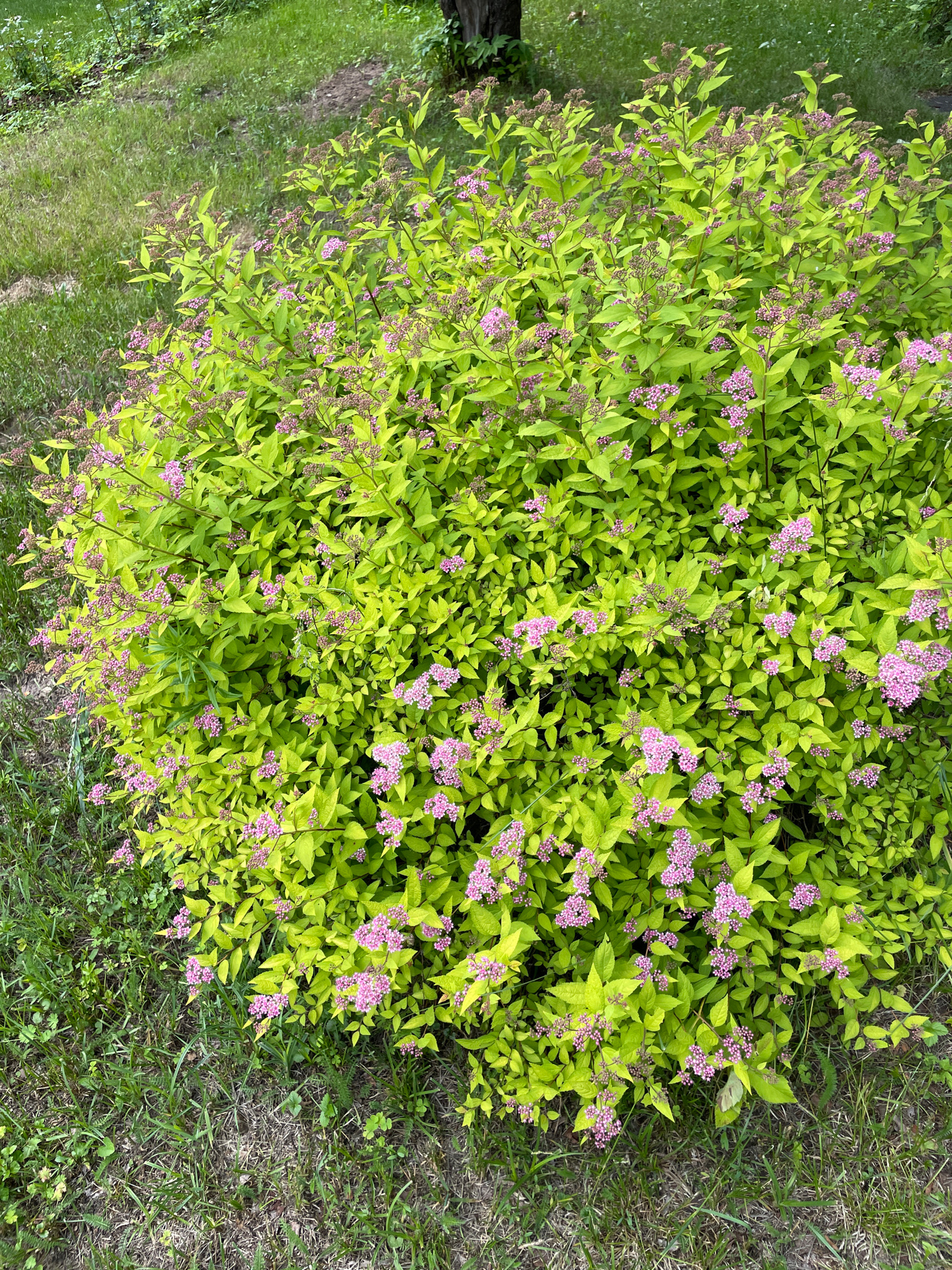 An eye-level medium shot captures a dense, rounded shrub with vibrant, chartreuse-yellow foliage and clusters of small, pale pink flowers. The shrub is positioned in the lower two-thirds of the frame, surrounded by grass and dirt in a naturalistic outdoor setting. The grass in the foreground is a mix of green blades and dry, brown patches, with some scattered clover-like plants. The background shows more green grass and a hint of a tree trunk on the right side, suggesting an urban park or garden environment. The lighting appears to be natural daylight, casting soft shadows. There are no people or animals visible in the scene.